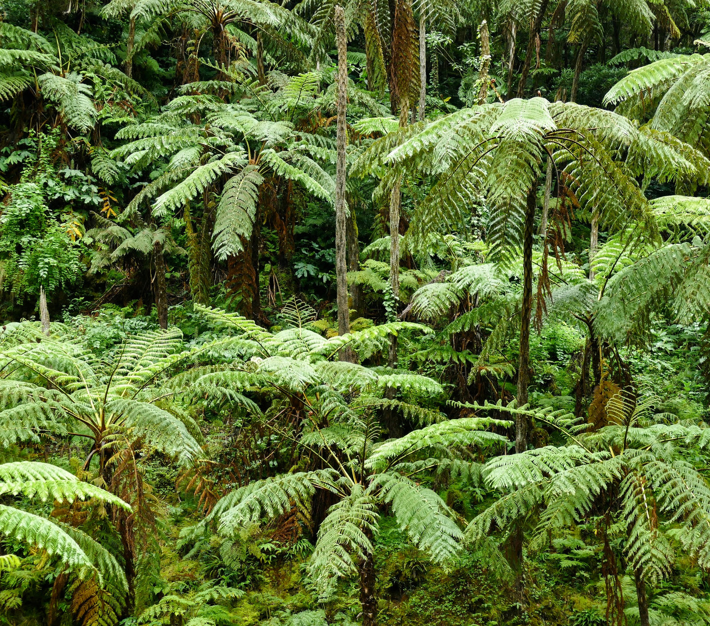 Cyathea cooperi 50-100cm