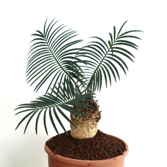 Cycas linstrstromii from Vinh Hao Village CAUDEX 12x7cm