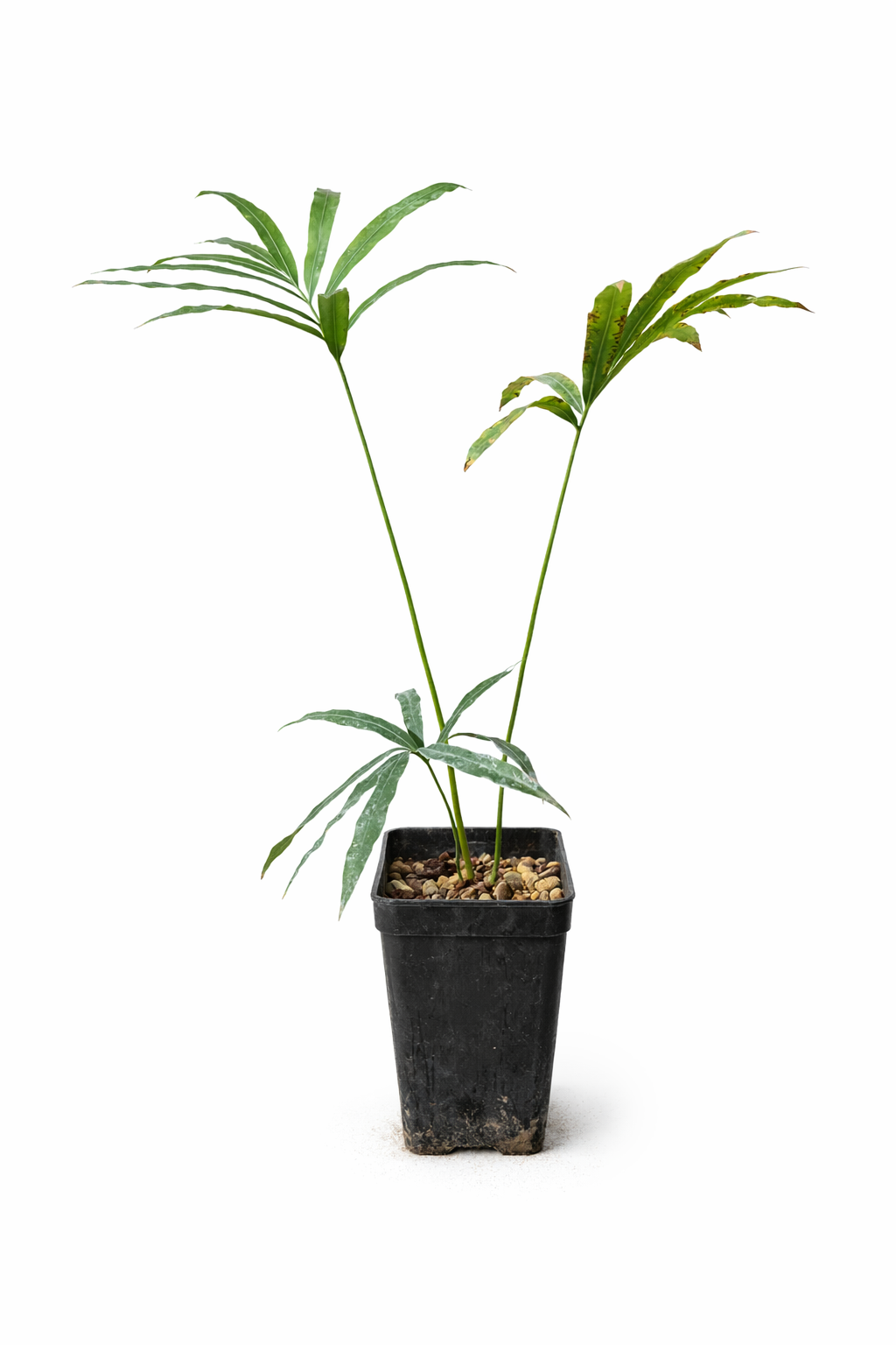 Junge Cycas bifida im Topf mit länglichen grünen Blättern und schlanken Stielen