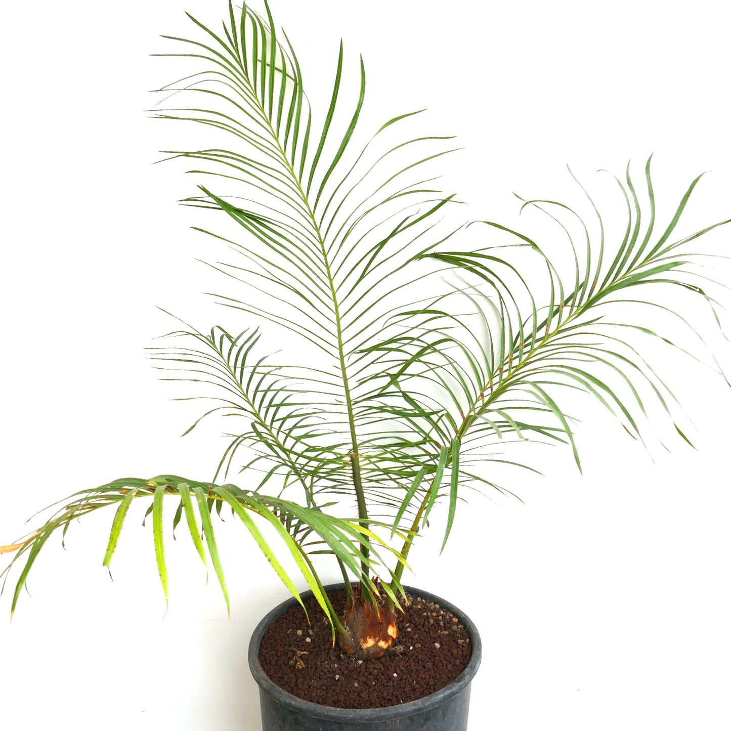 Cycas brachycantha