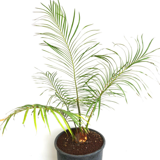 Cycas brachycantha
