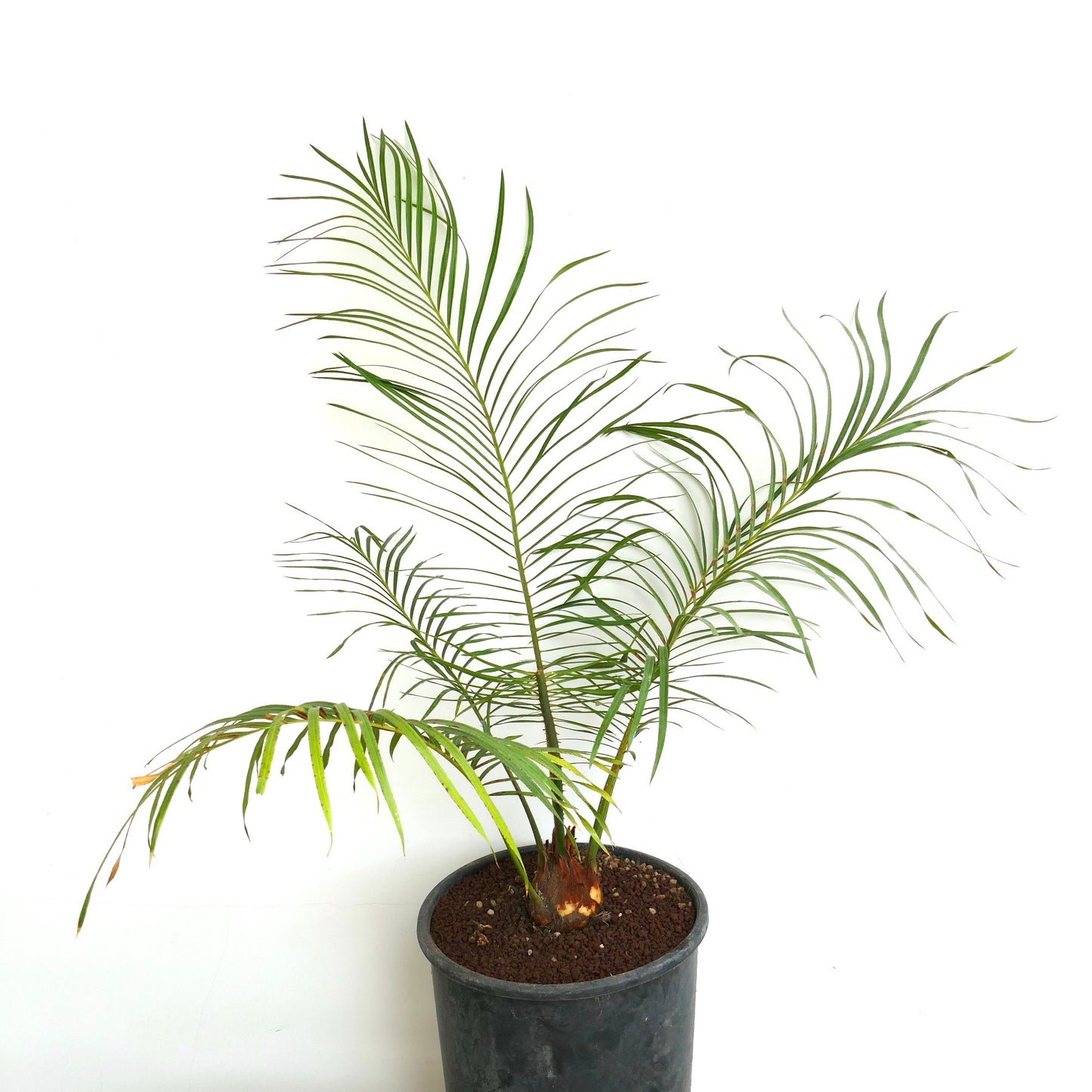Cycas brachycantha