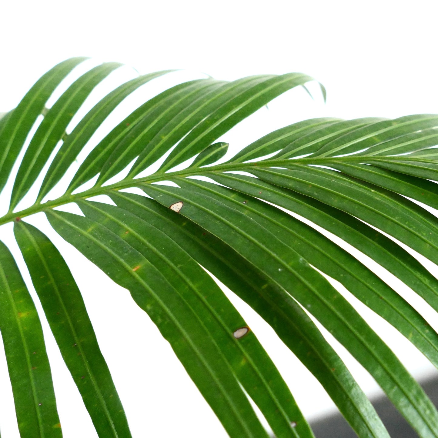 Cycas chevalieri lush green pinnate leaves with smooth texture and elongated leaflets