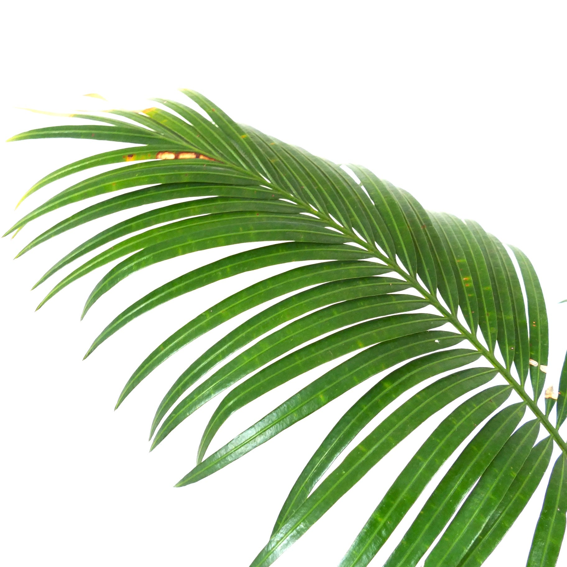 Cycas chevalieri glossy green pinnate leaves with slender leaflets and slight yellow spots