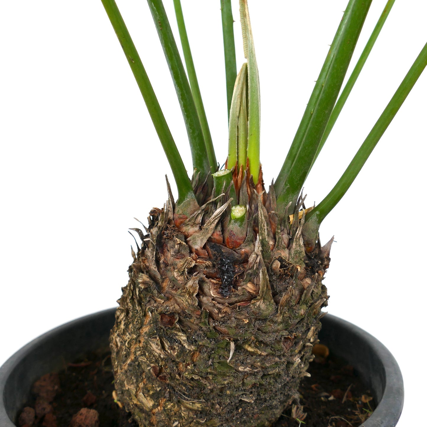 Cycas chevalieri caudex with thick textured trunk and upright green fronds in pot