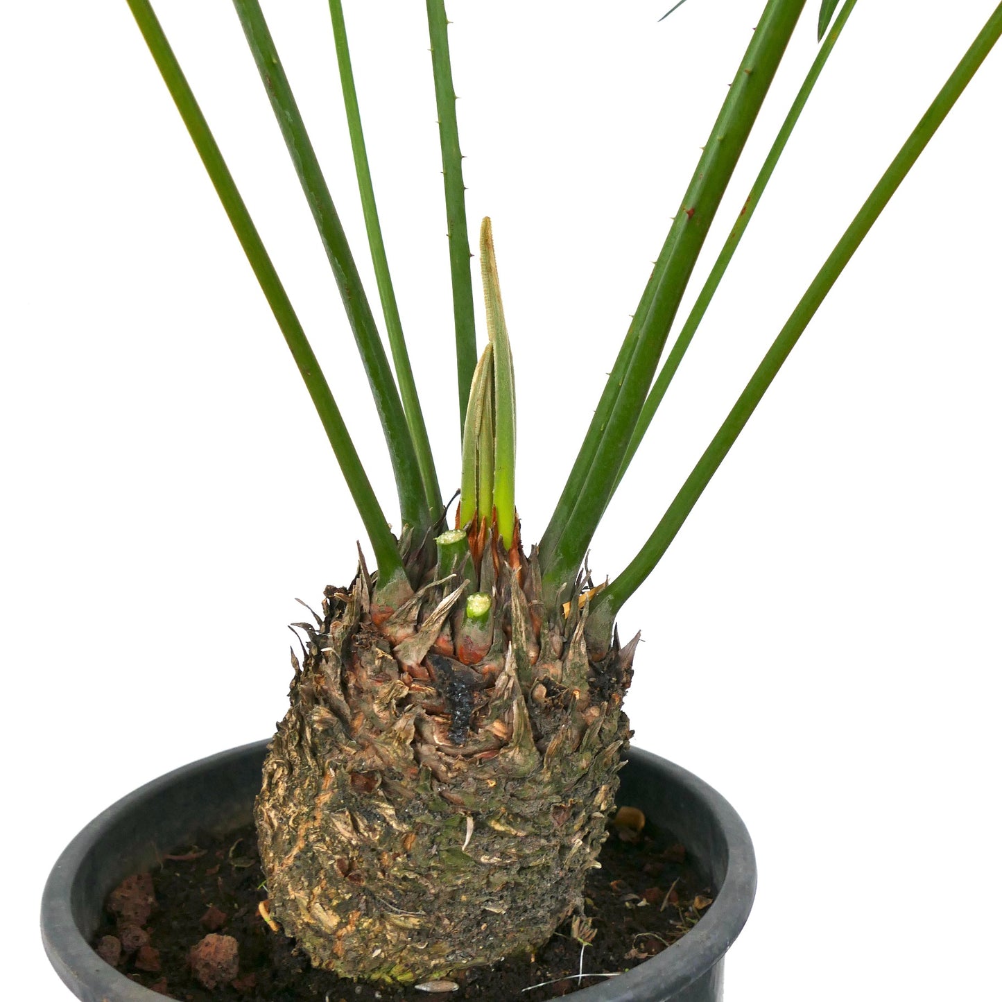 Cycas chevalieri caudex with thick textured trunk and long green slender leaves in pot