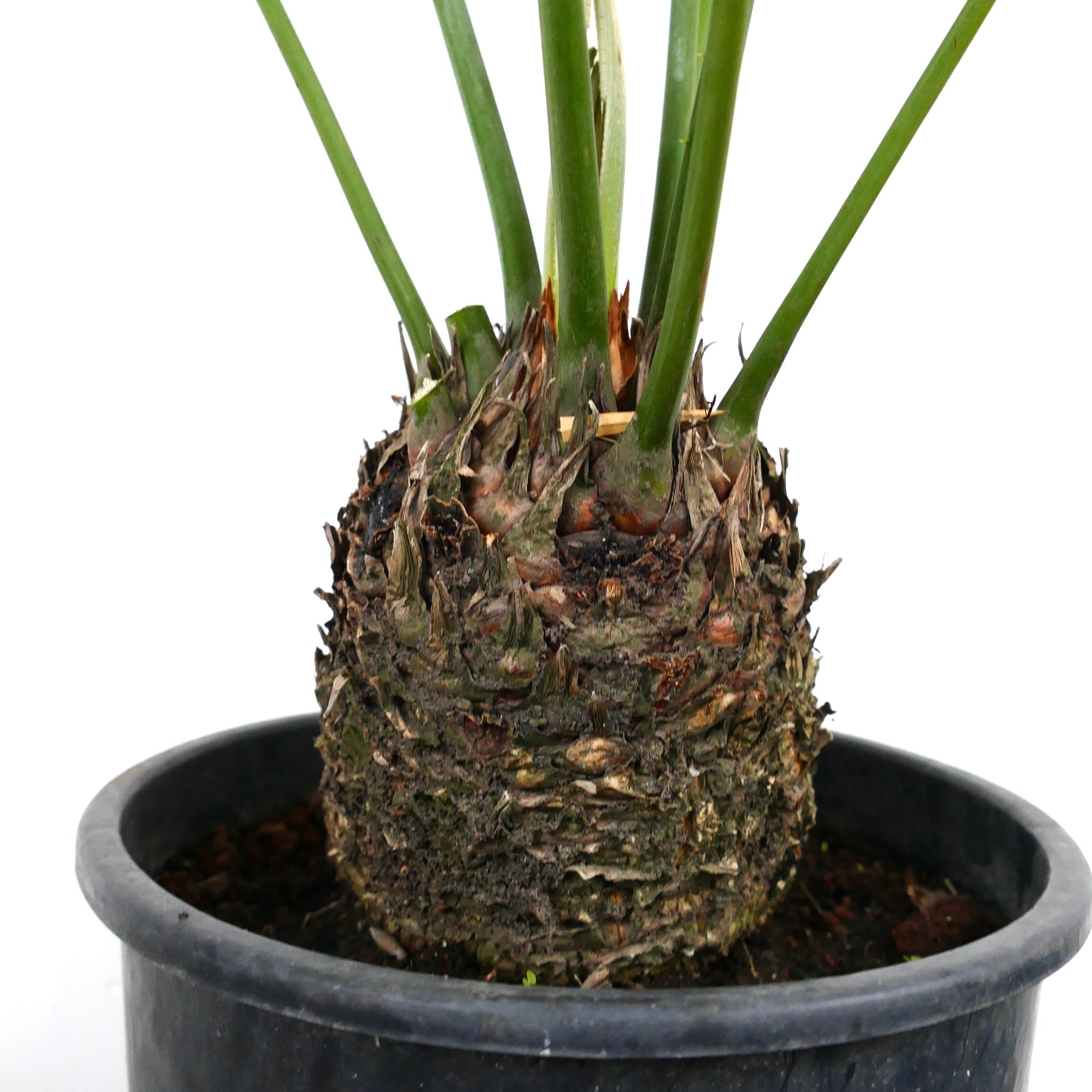 Cycas chevalieri caudex with thick textured trunk and upright green leaves in black pot