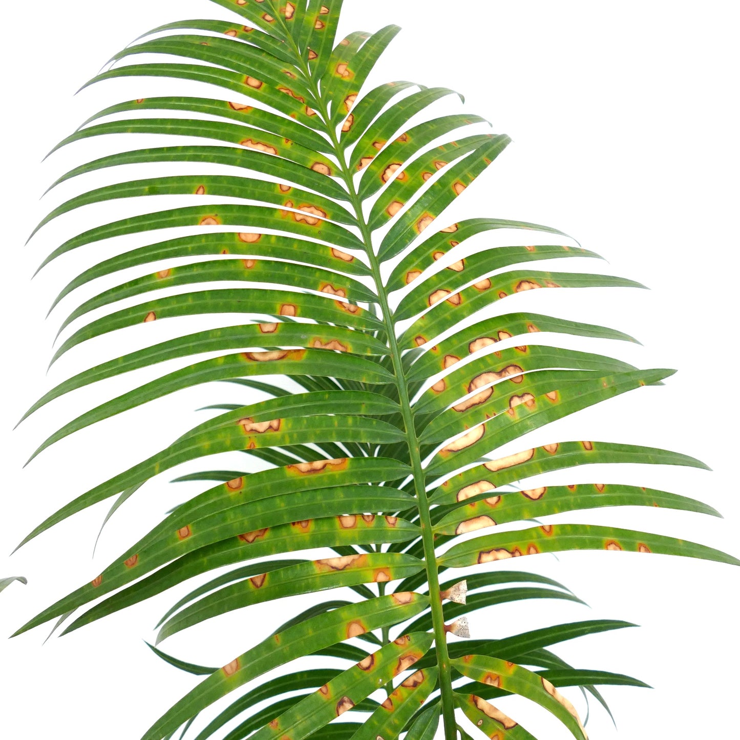 Cycas chevalieri green fronds with distinctive brown spotting and elongated leaflets