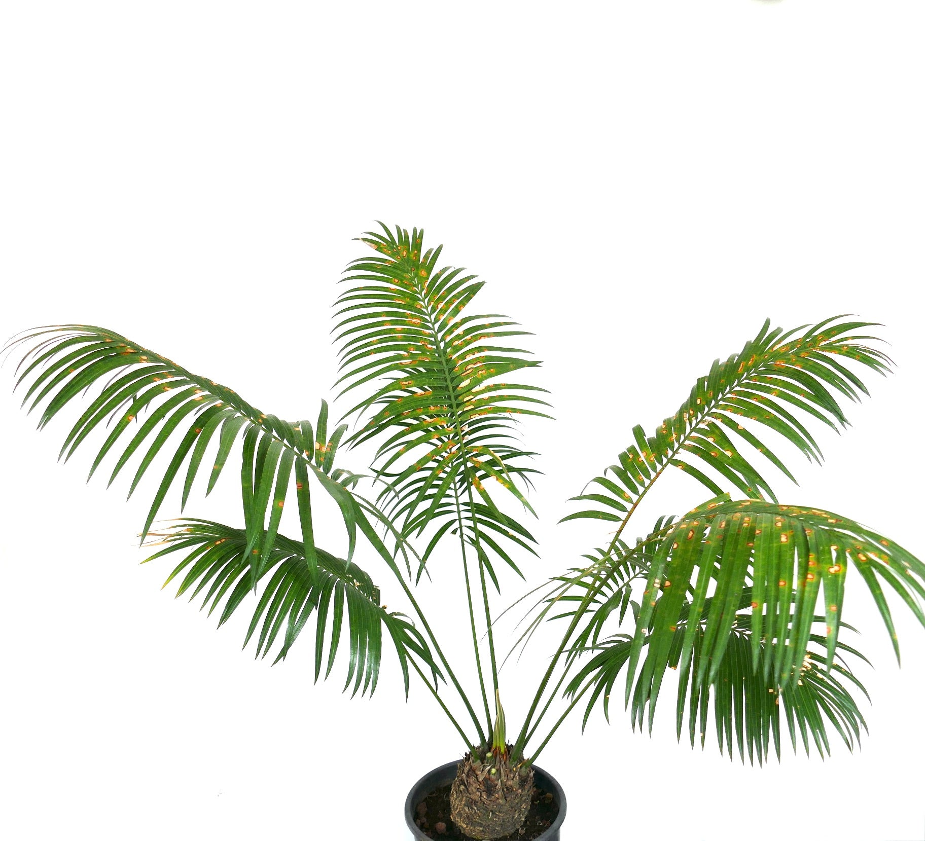Cycas chevalieri rare caudex plant with long green pinnate leaves and orange spots