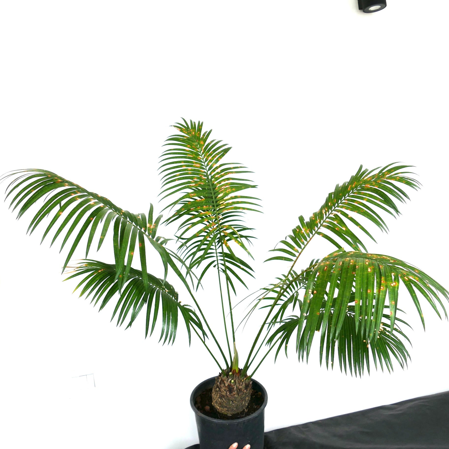 Cycas chevalieri rare caudex plant with long green pinnate leaves in black pot