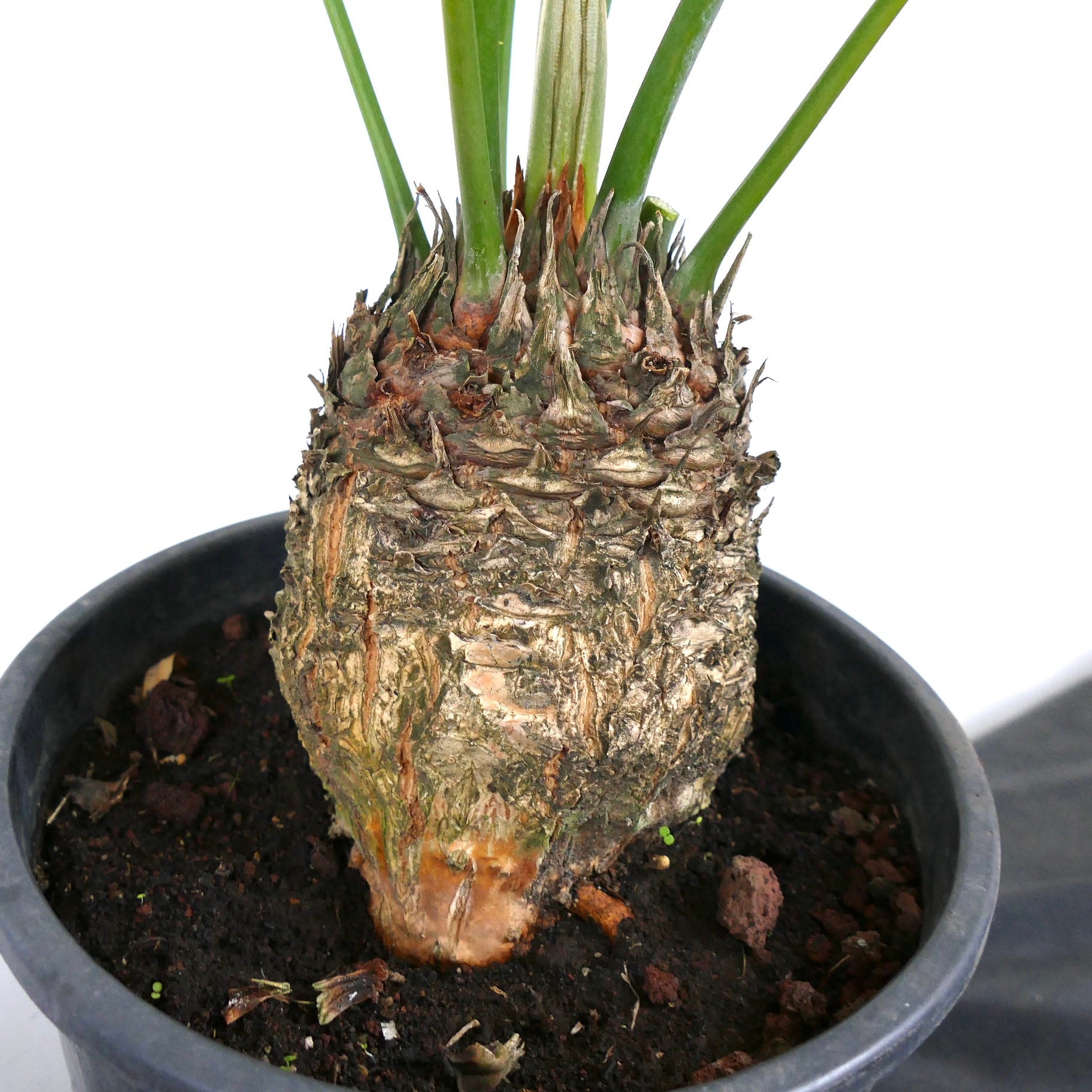 Cycas chevalieri caudex with rough textured trunk and emerging green fronds in black pot