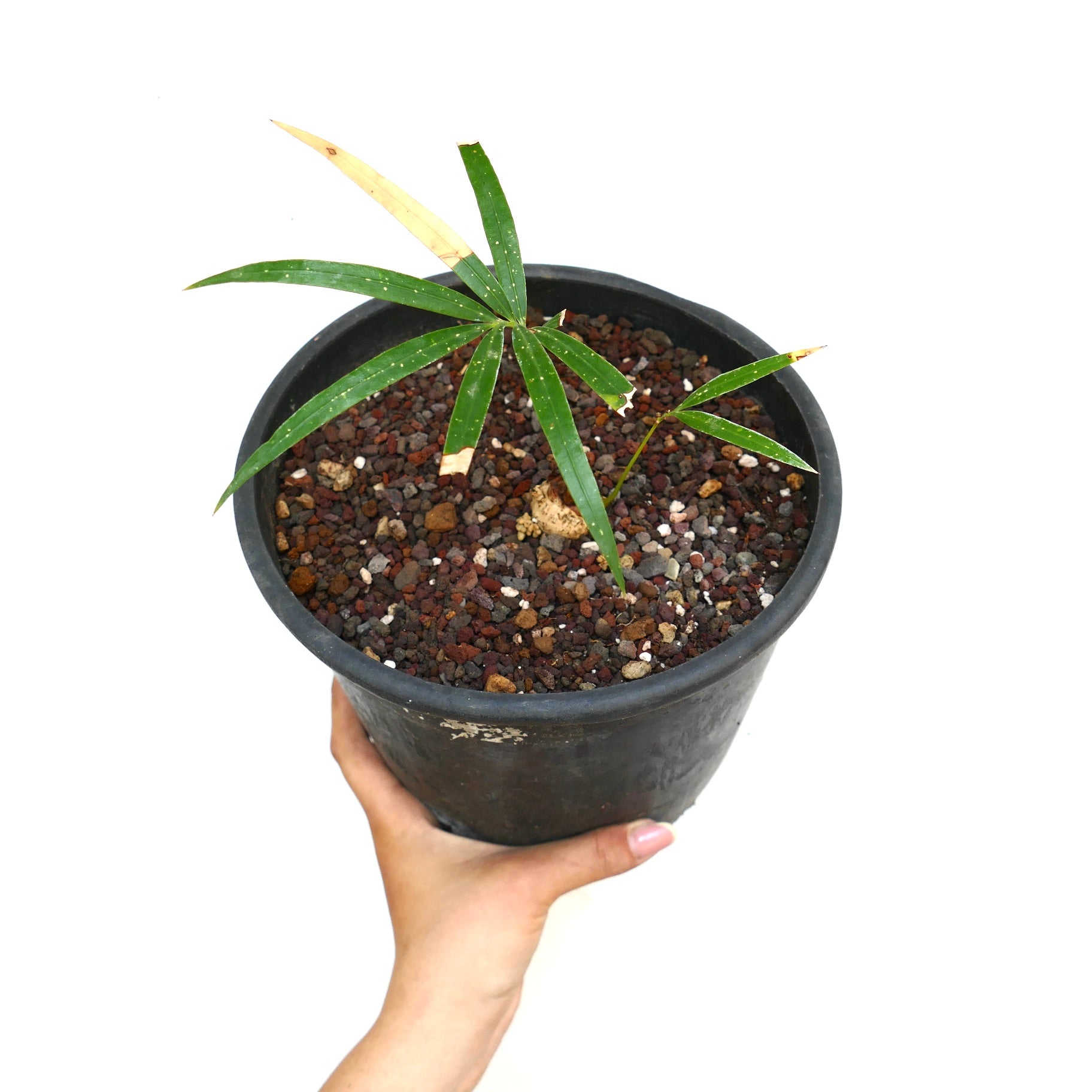 Cycas chevalieri young plant with narrow green leaves in black pot held by hand
