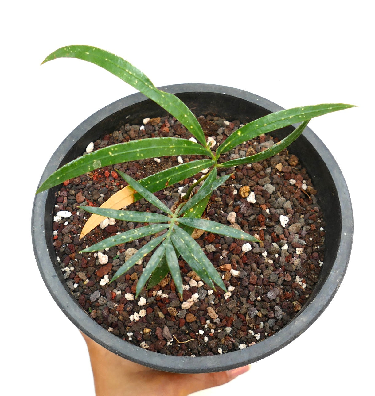 Cycas chevalieri young plant with slender green leaves and speckled texture in black pot