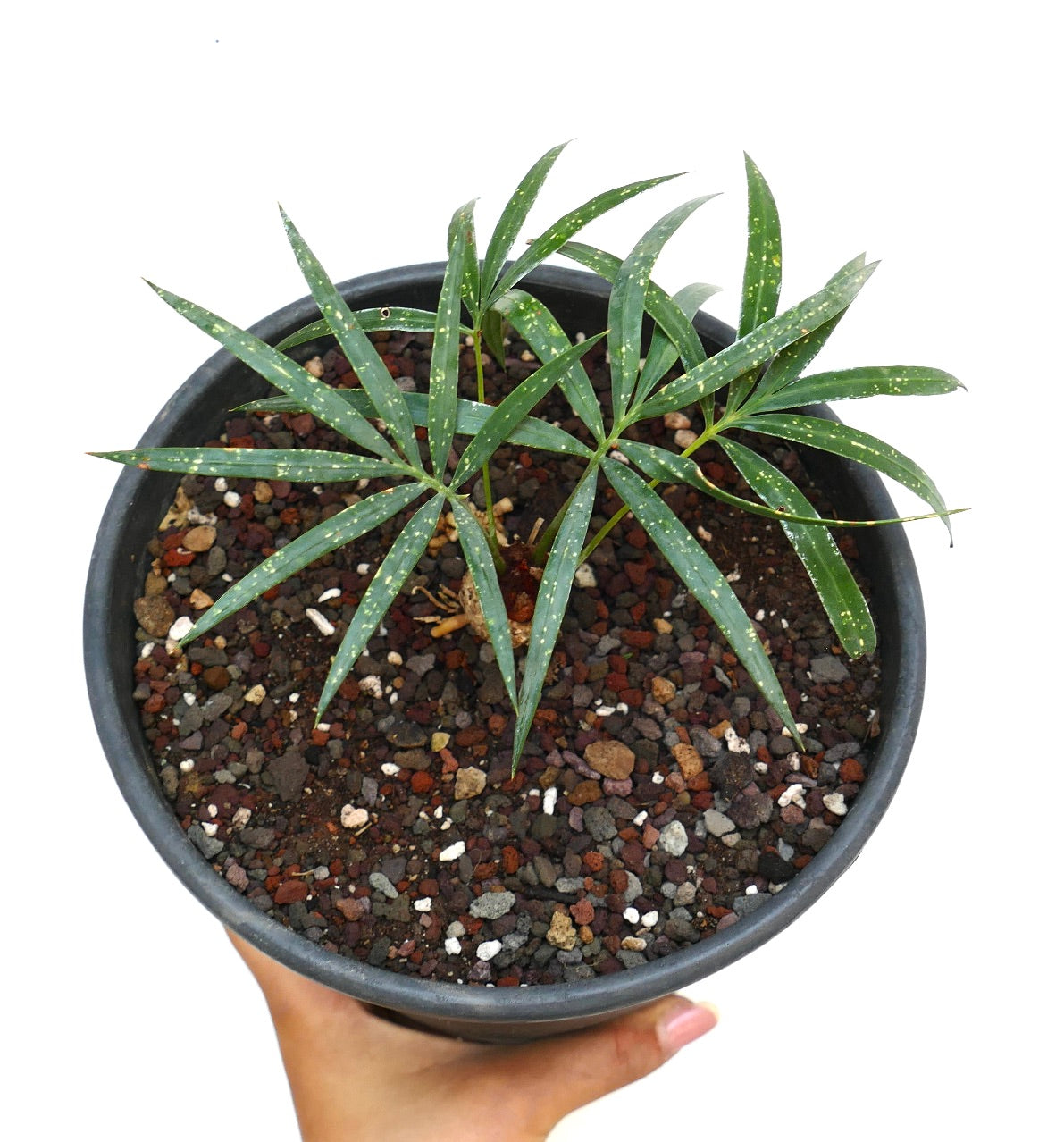 Cycas chevalieri with slender green leaves and yellow speckled pattern in black pot