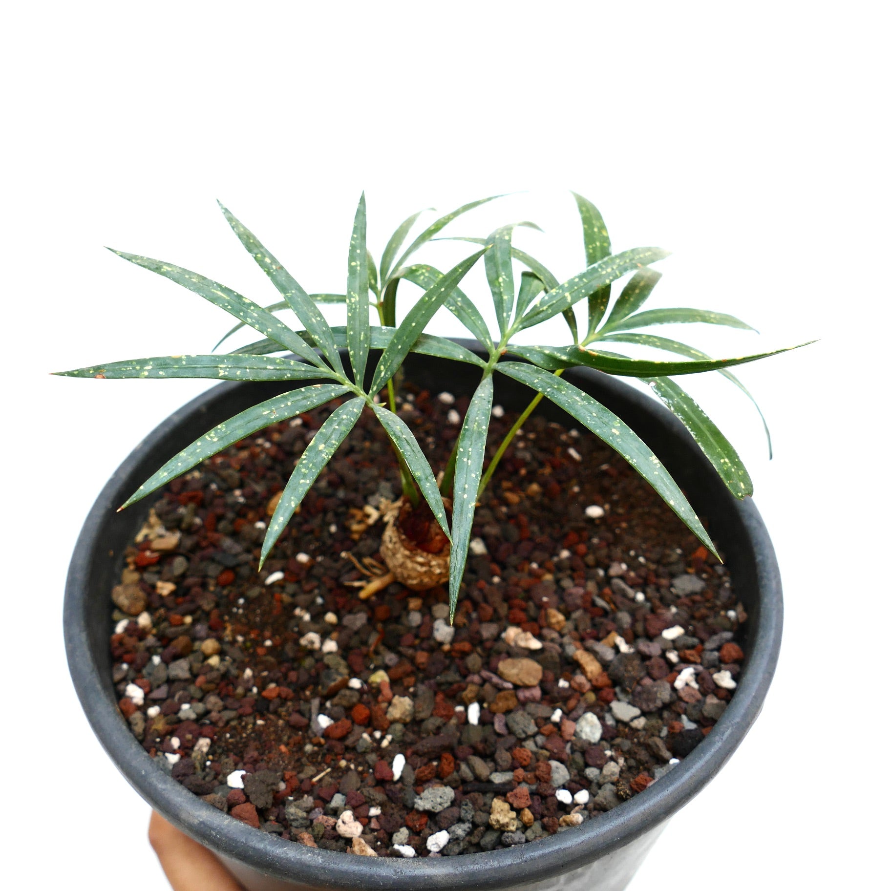 Cycas chevalieri slender green leaves with white speckles in black pot succulent plant