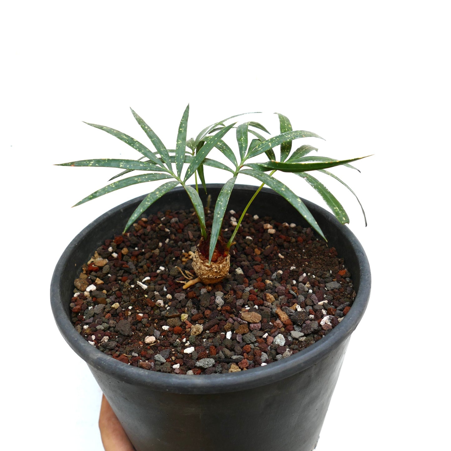 Cycas chevalieri young plant with slender speckled leaves in black pot