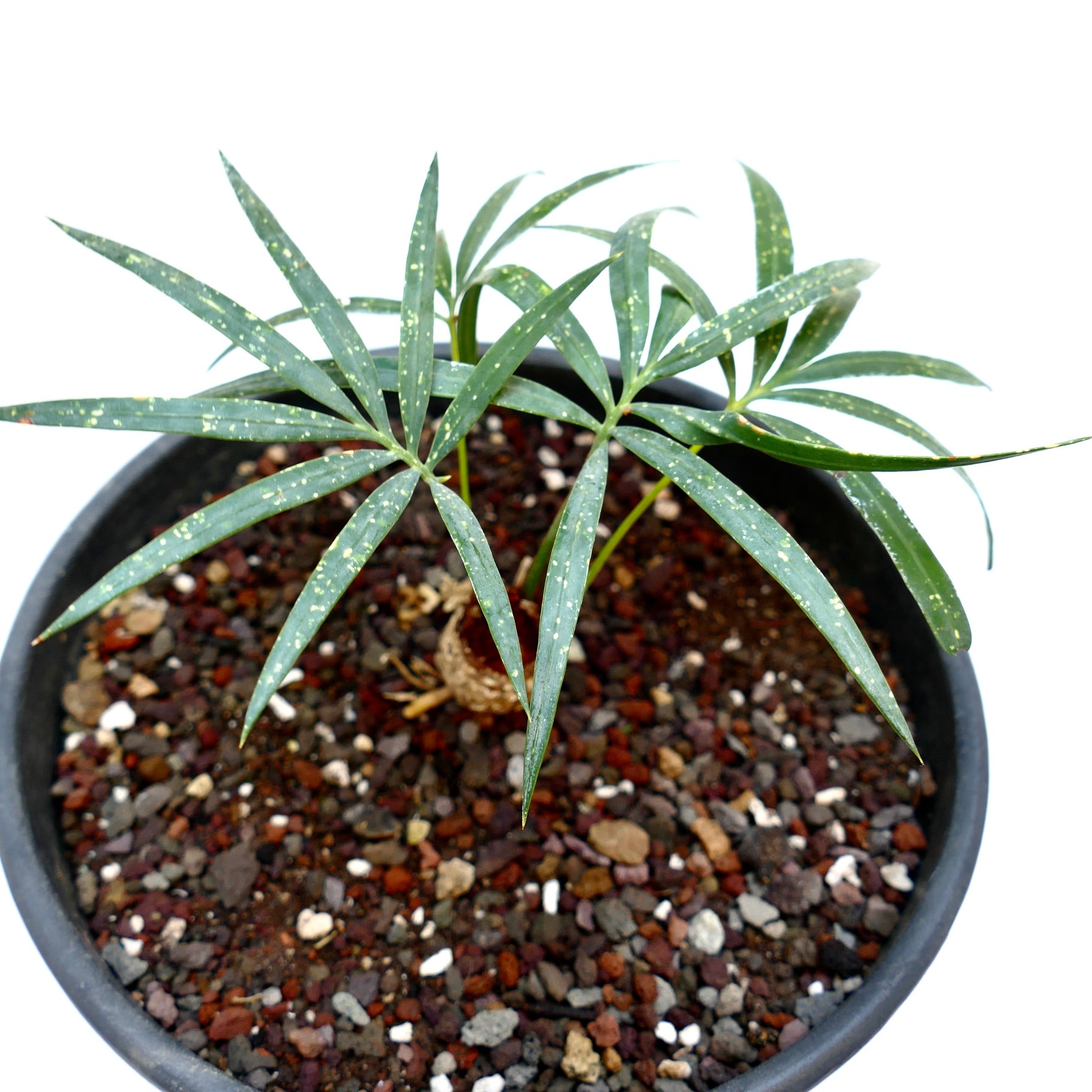 Cycas chevalieri with slender green leaves and white speckled pattern in black pot