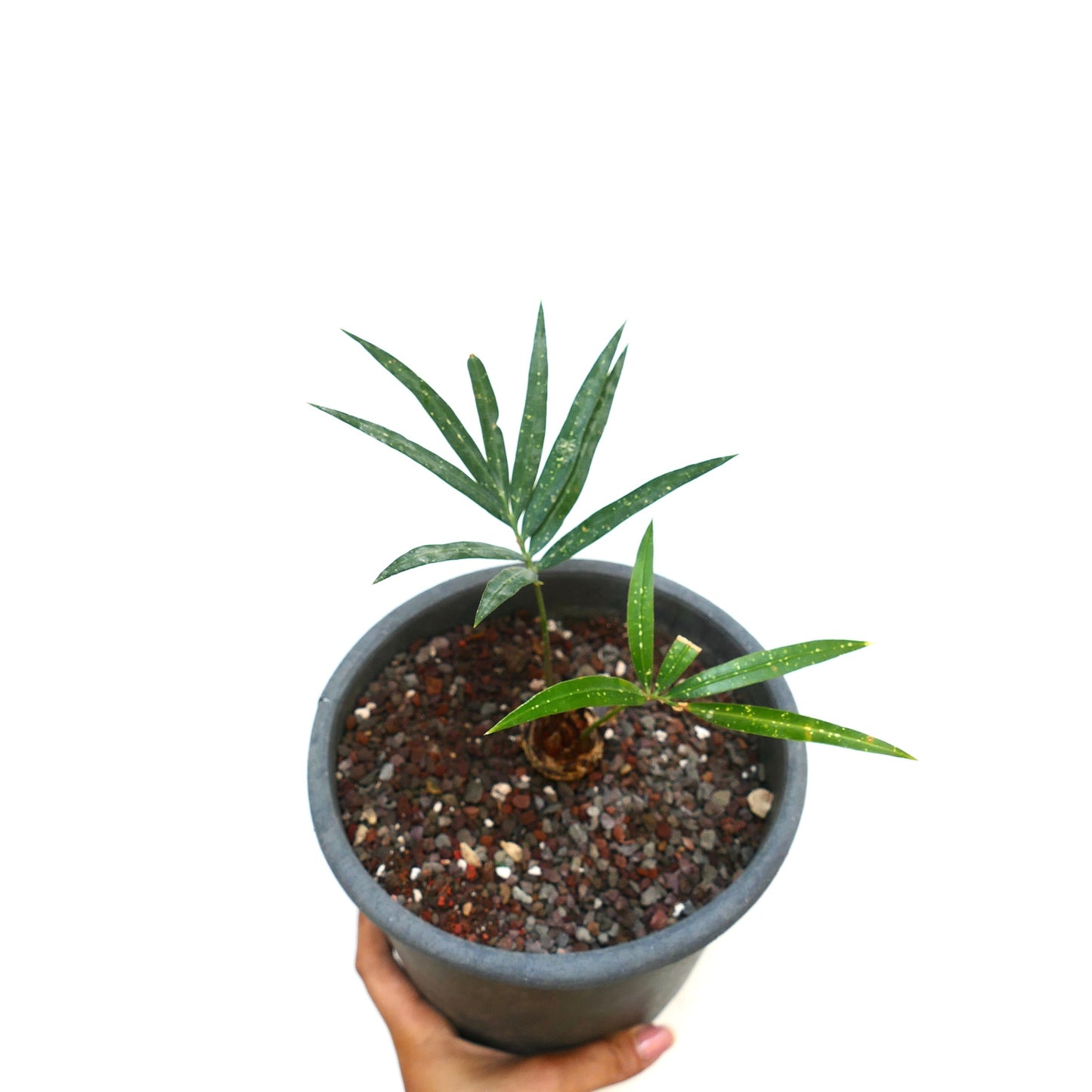 Cycas chevalieri young plant with slender green leaves and speckled texture in pot