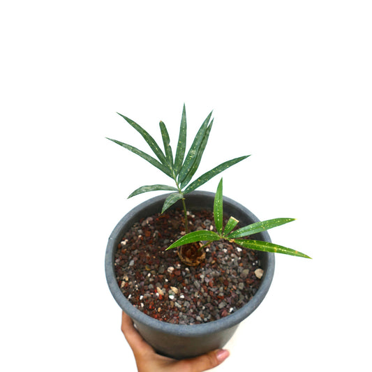 Cycas chevalieri young plant with slender green leaves and speckled texture in pot