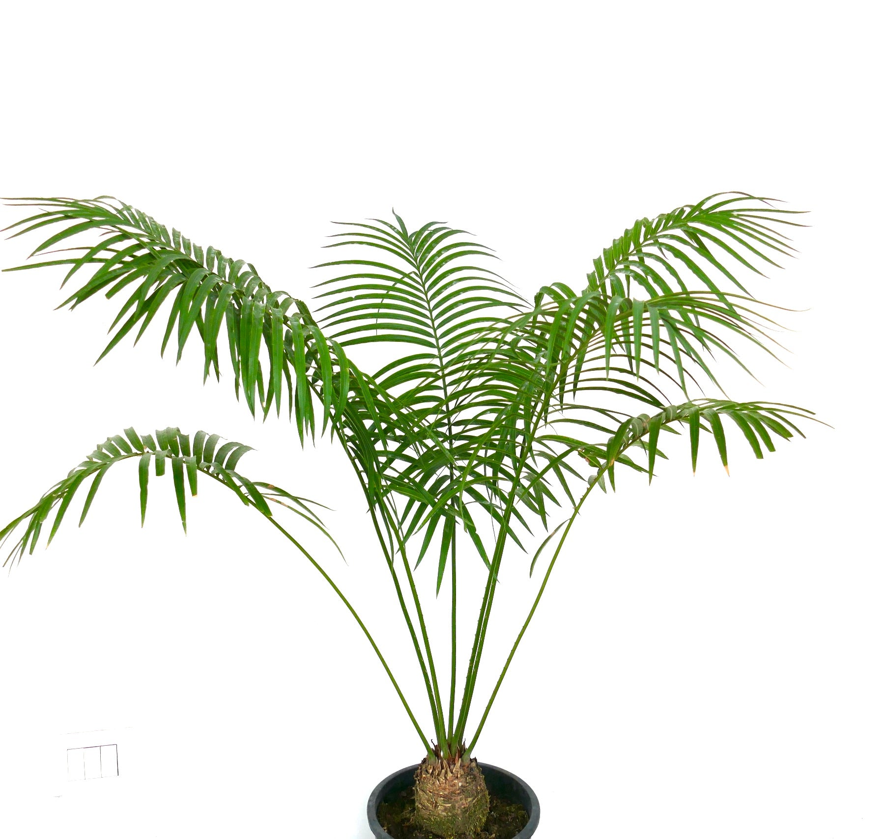 Cycas condaoensis rare palm with long arching green fronds and thick trunk in pot