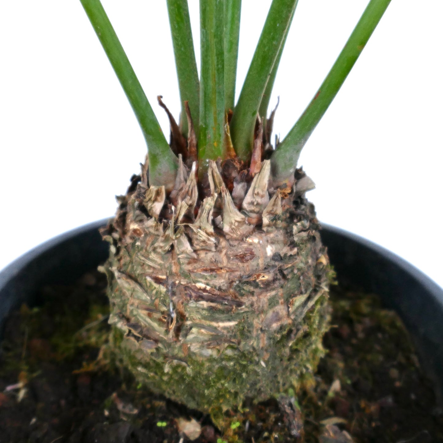 Cycas condaoensis with thick textured trunk and upright green fronds in black pot