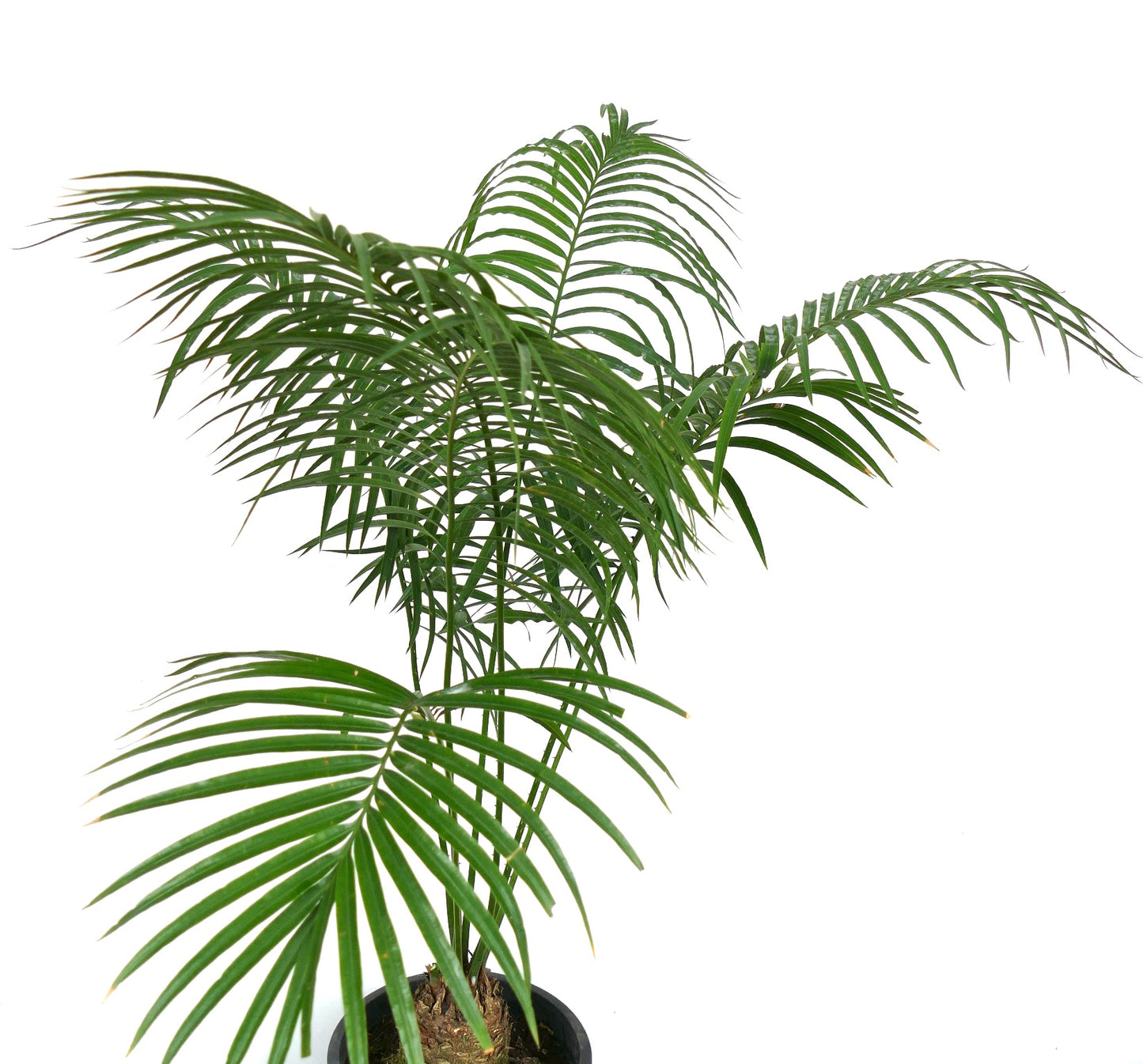 Cycas condaoensis tropical cycad with feathery green fronds and textured trunk in pot