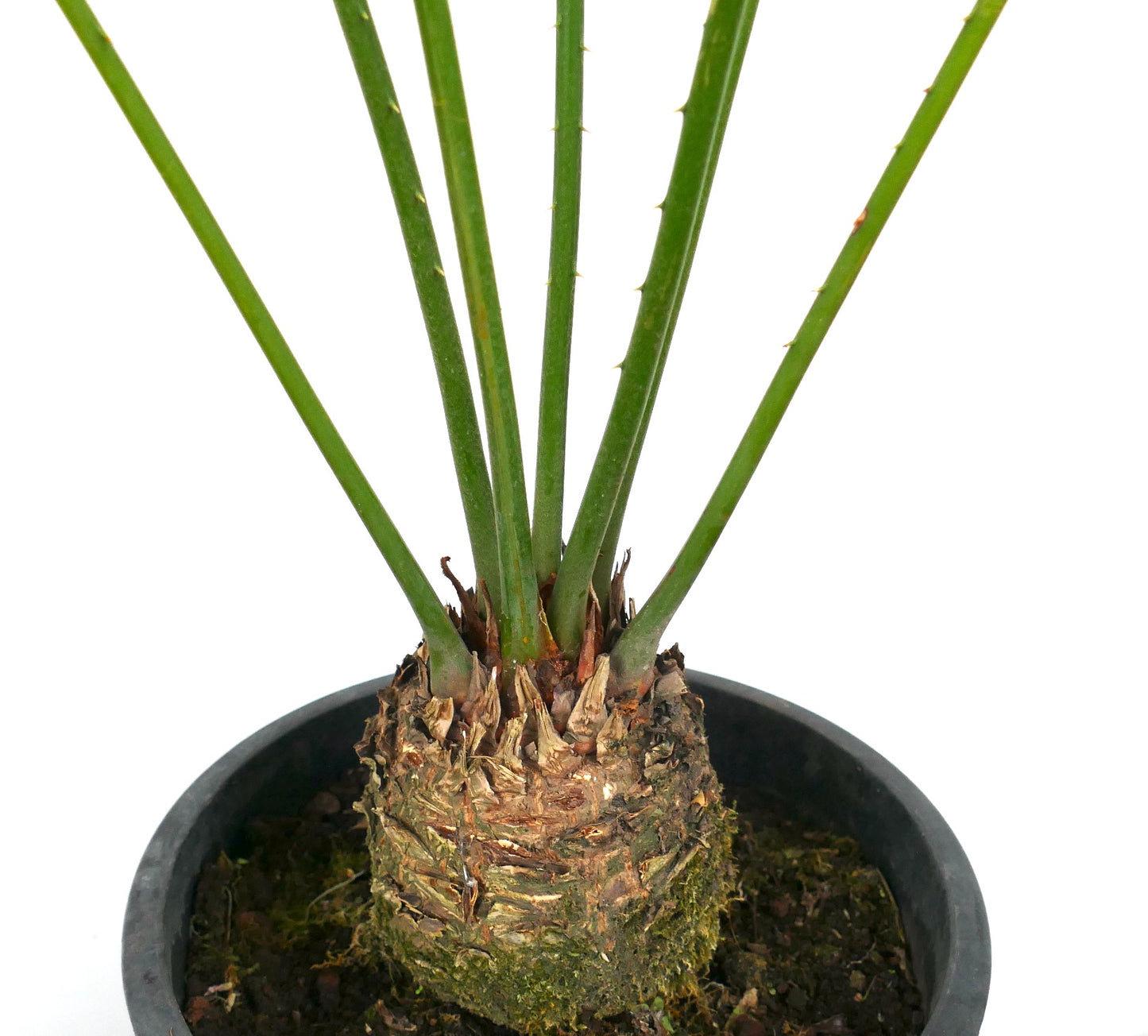 Cycas condaoensis rare cycad with thick textured trunk and slender green stems in pot