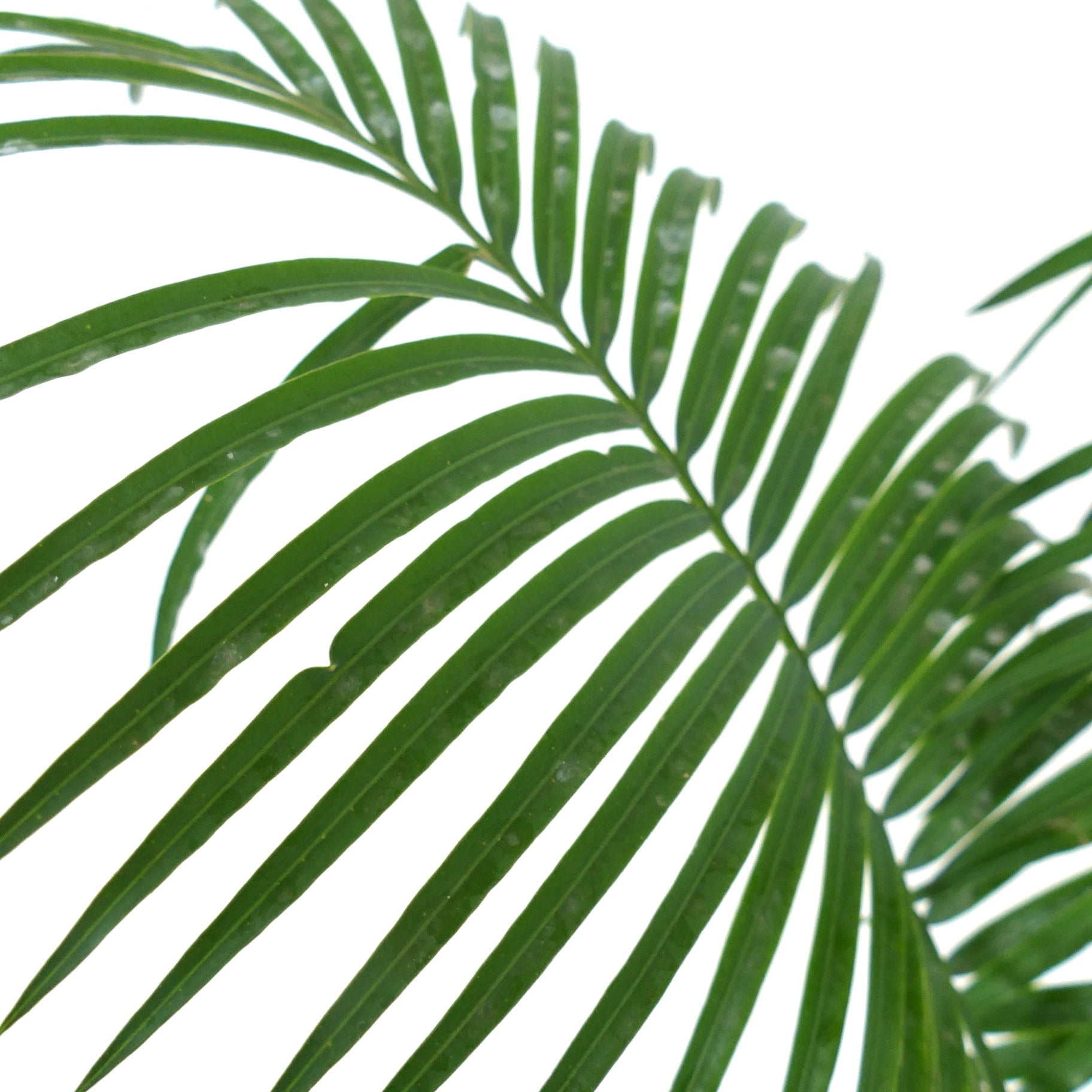 Cycas condaoensis with long, narrow, glossy green leaflets and pinnate leaf structure