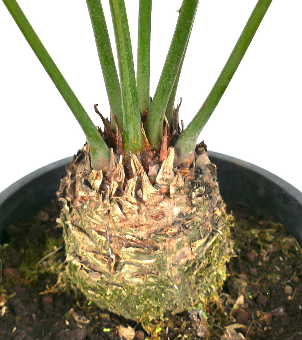 Cycas condaoensis rare caudex plant with thick green stems and textured base in pot