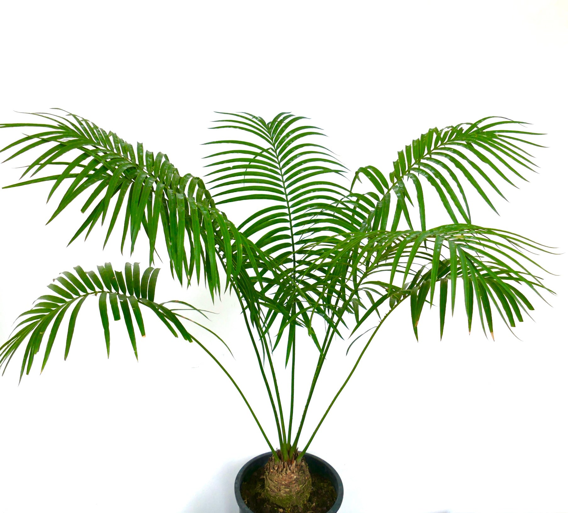 Cycas condaoensis potted plant with arching green fronds and textured bulbous base