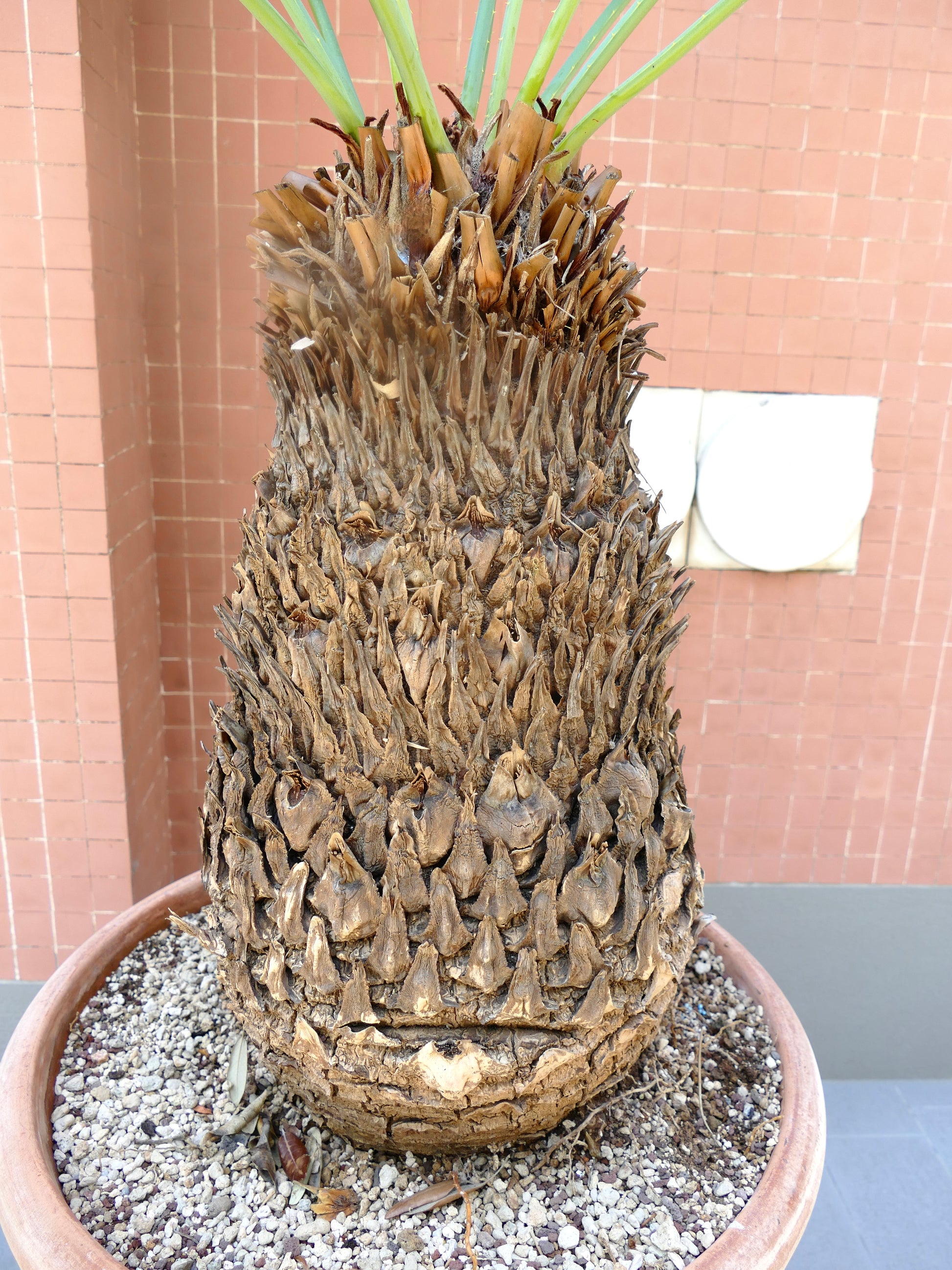 Cycas dolichophylla Rari Encephalartos e Cicadee Disponibile ora