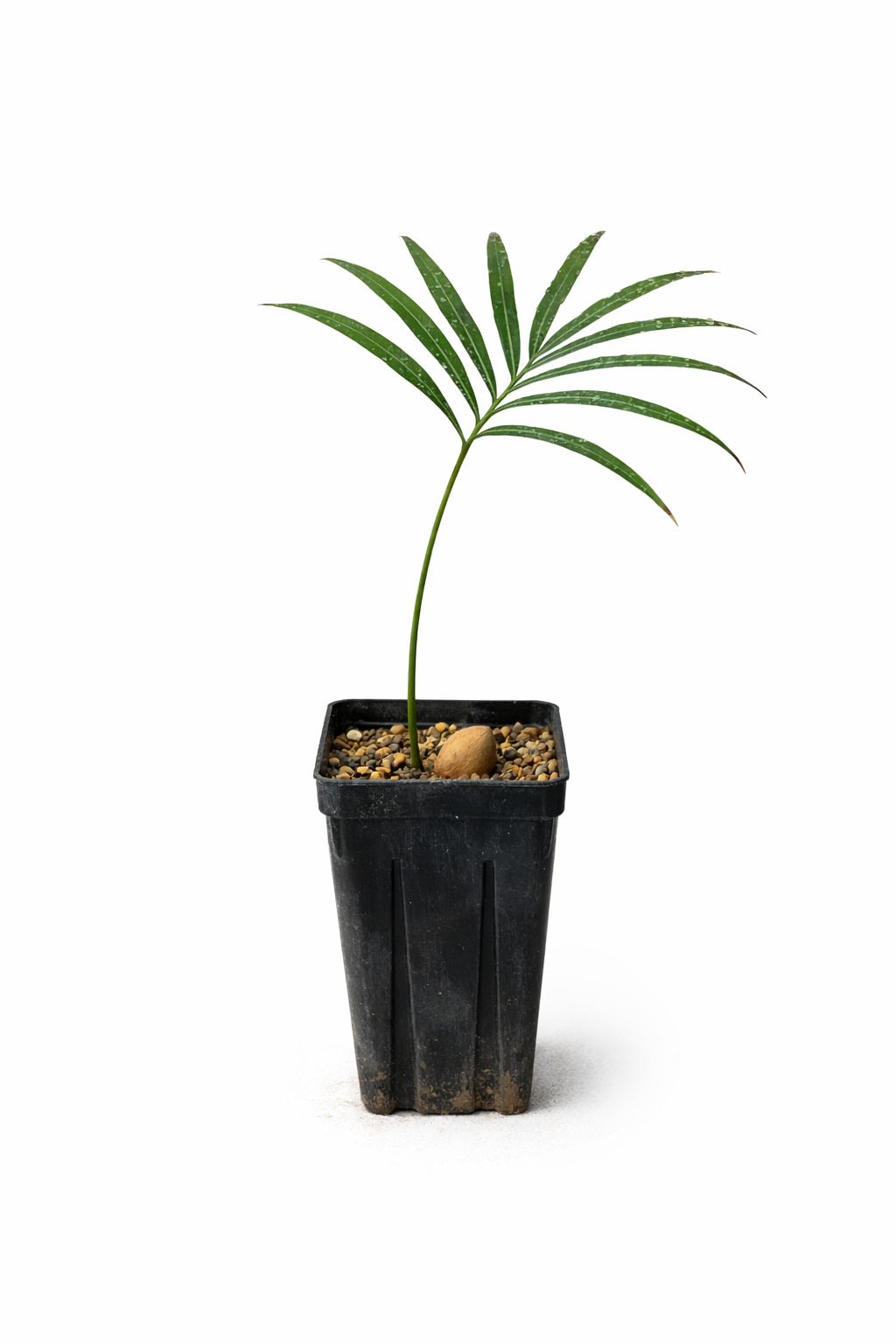Cycas falcata giovane semenzale con foglie verdi sottili in vaso nero da vivaio
