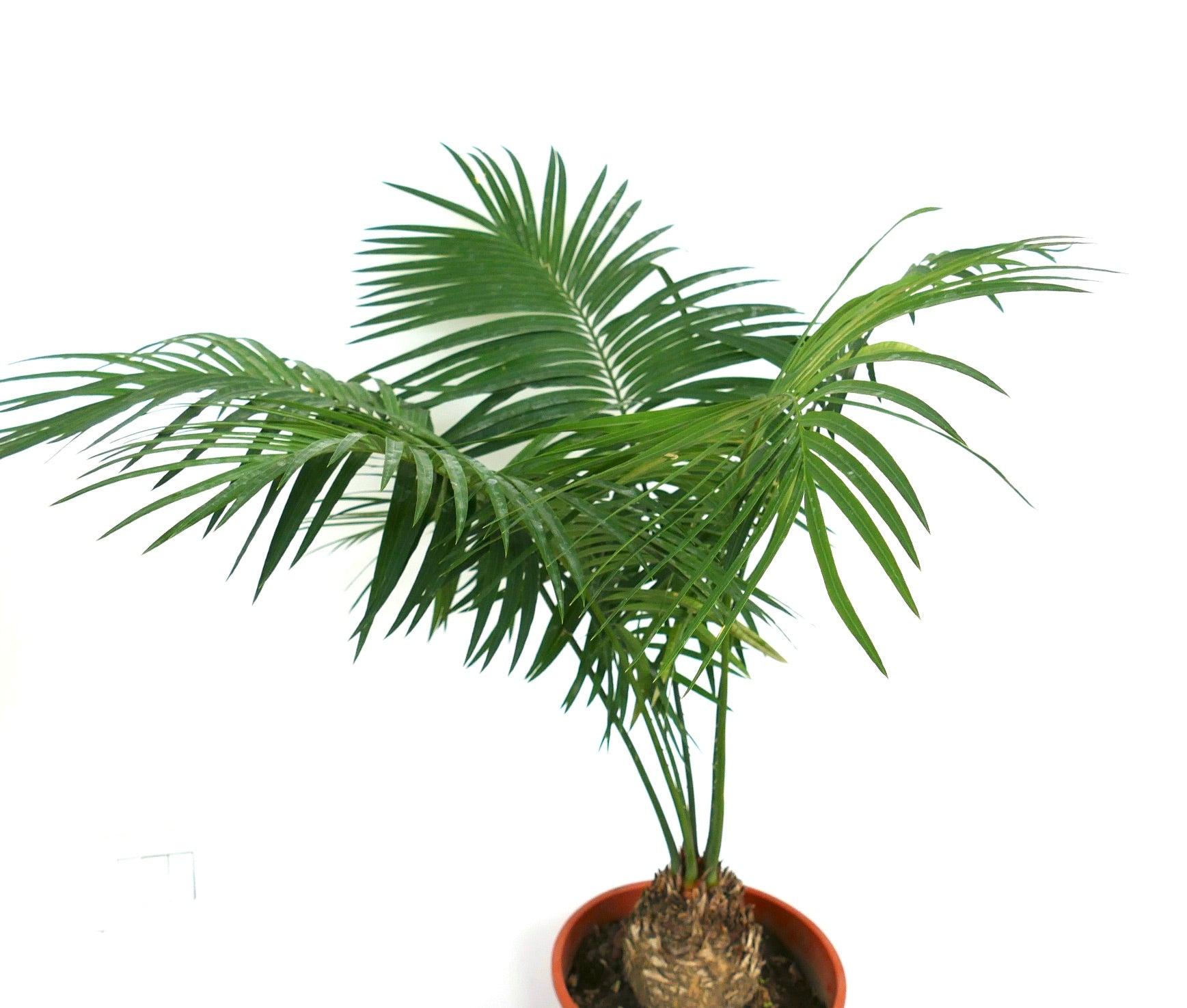 Cycas ferruginea potted plant with feathery green leaves and textured trunk