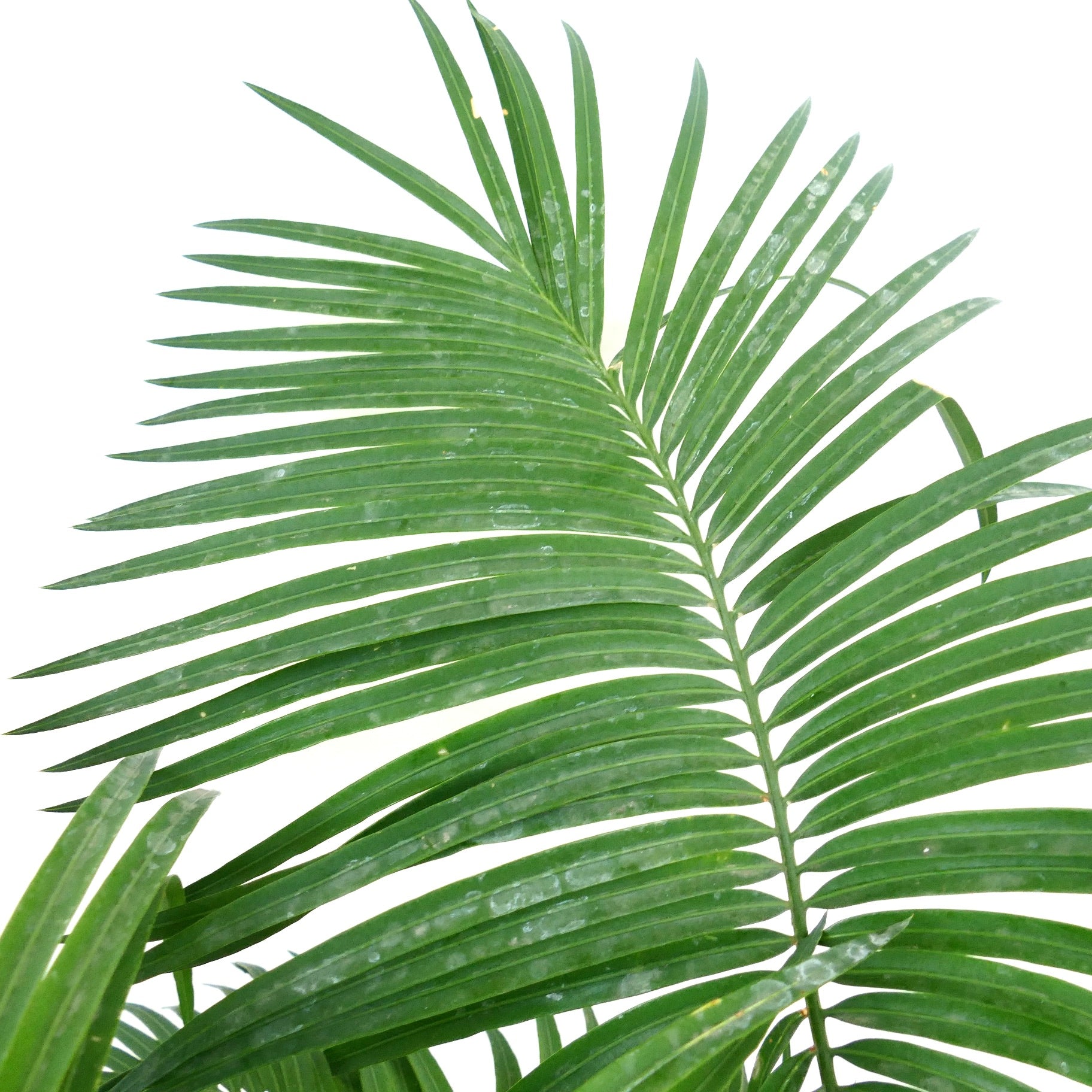 Cycas ferruginea lush green pinnate leaves with elongated leaflets and smooth texture