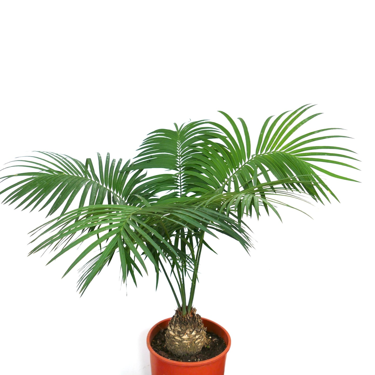 Cycas ferruginea potted plant with lush green feathery leaves and thick textured trunk