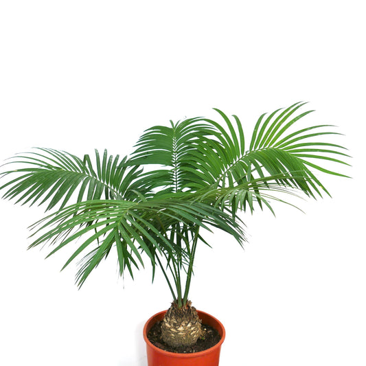 Cycas ferruginea potted plant with lush green feathery leaves and thick textured trunk