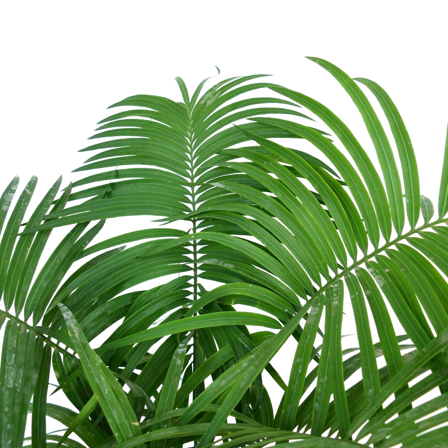 Cycas ferruginea lush green pinnate leaves with smooth texture and vibrant color