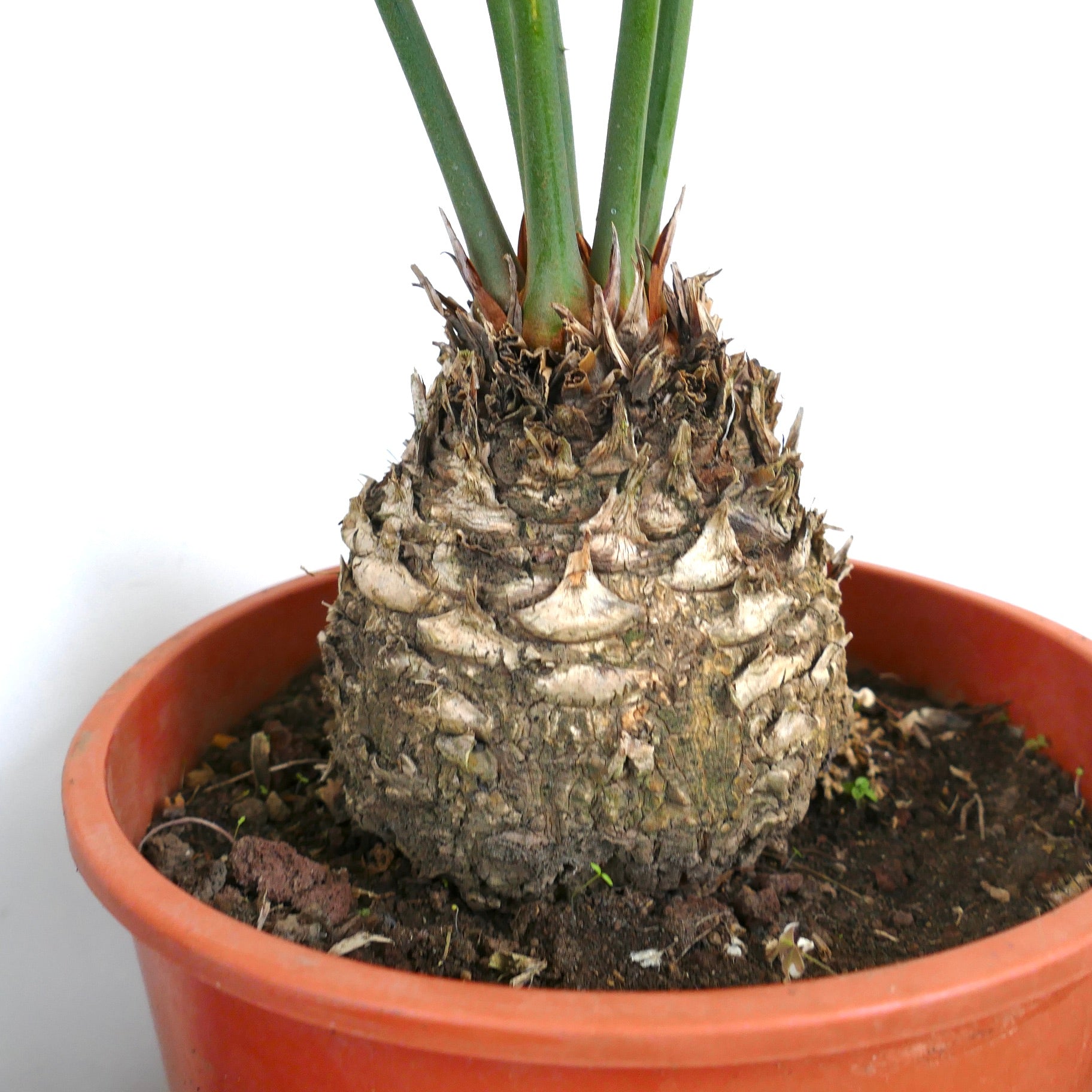 Cycas ferruginea rare caudex plant with thick textured trunk and green leaf stalks in pot