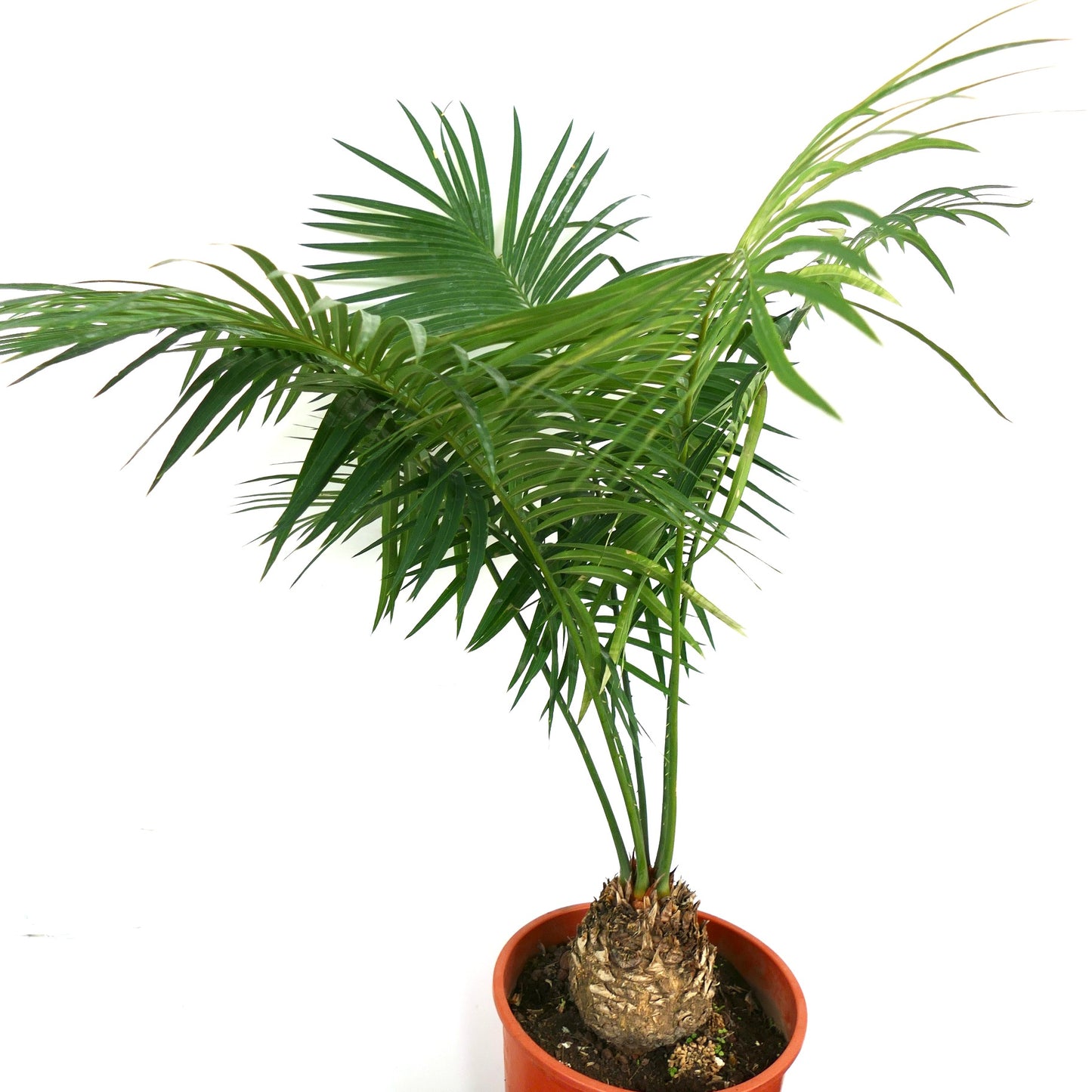 Cycas ferruginea potted plant with textured trunk and feathery green leaves