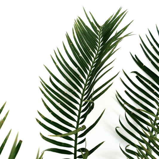 Cycas fugax dark green pinnate leaves with slender, pointed leaflets close-up