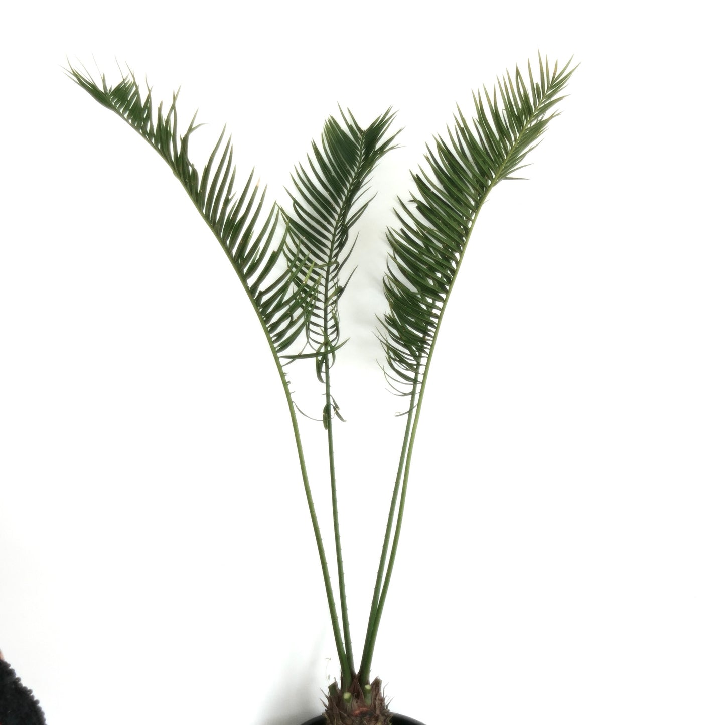 Cycas fugax rare green cycads with slender leaflets and upright fronds specimen
