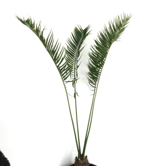 Cycas fugax rare green cycads with slender leaflets and upright fronds specimen