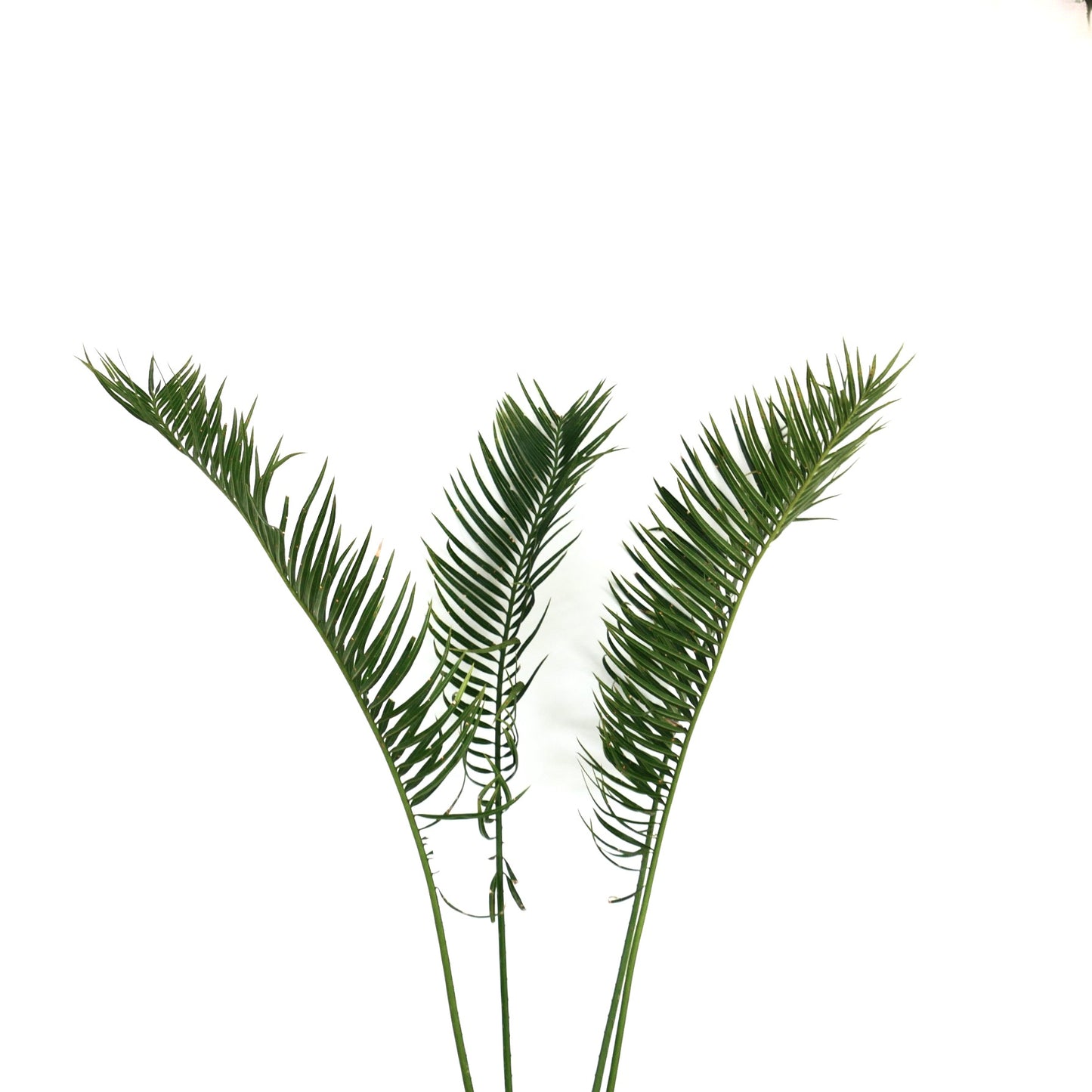 Cycas fugax slender green fronds with narrow leaflets and delicate texture