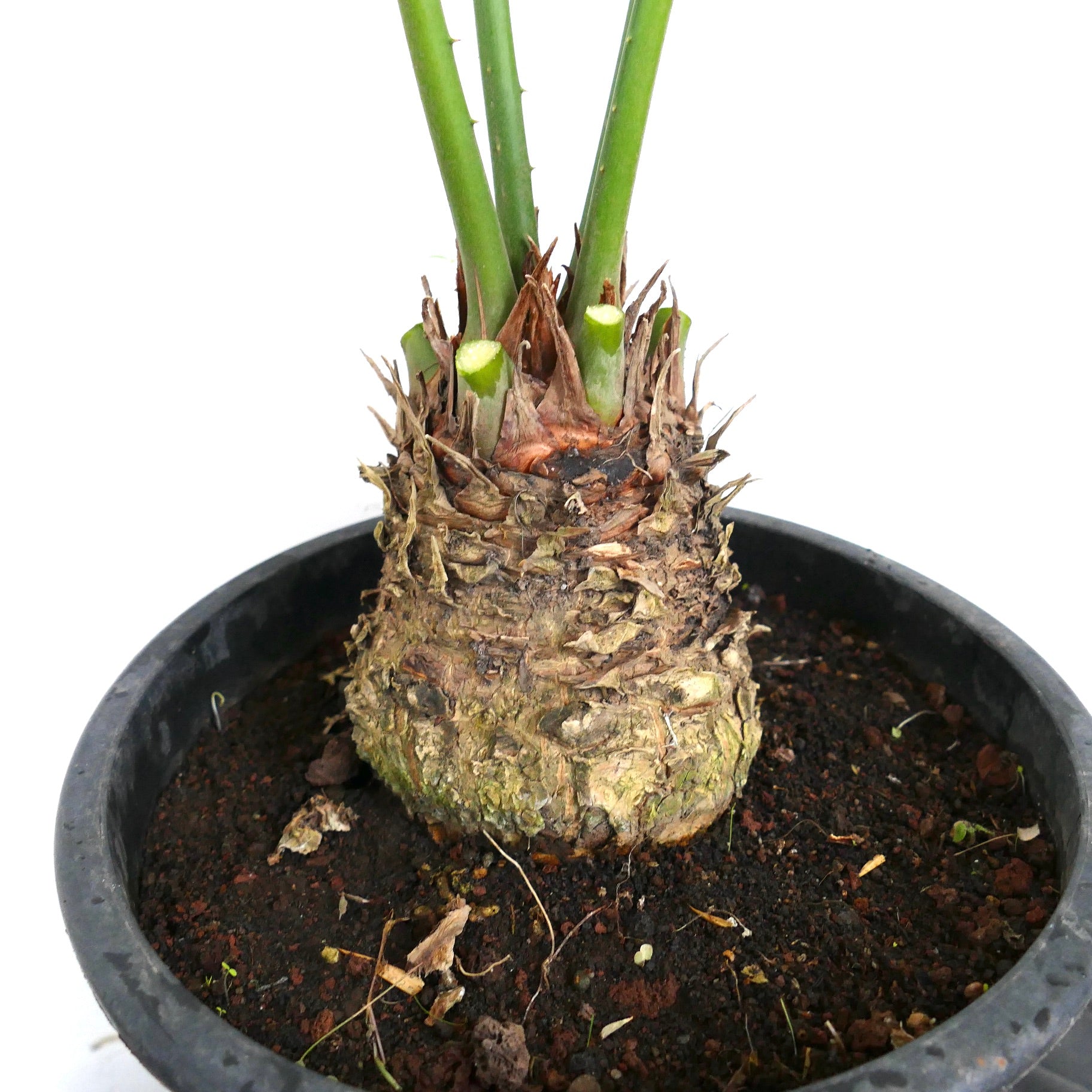 Cycas fugax thick caudex with rough textured base and green emerging stems in pot