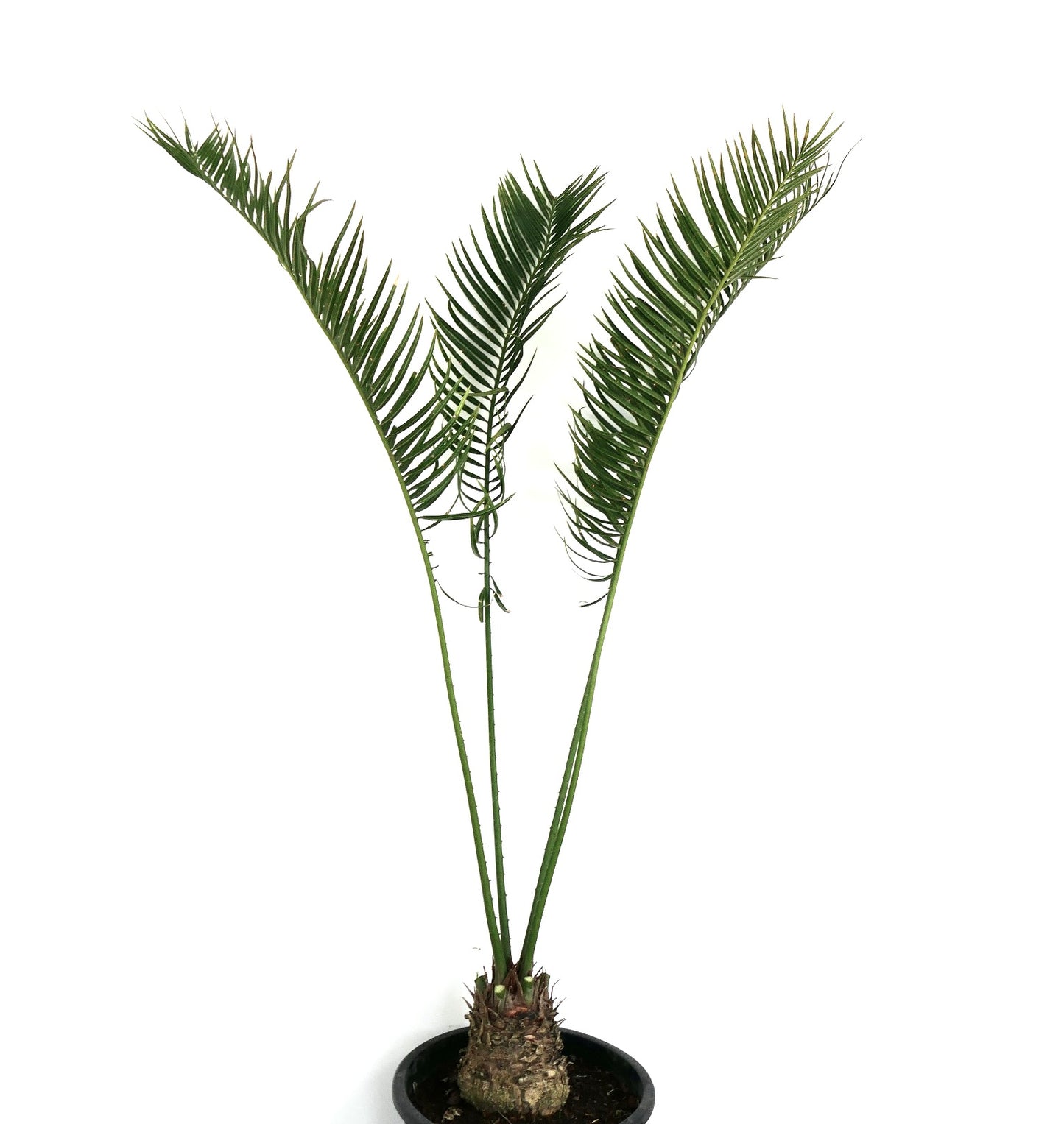 Cycas fugax rare cycad with slender green fronds and textured bulbous base in pot