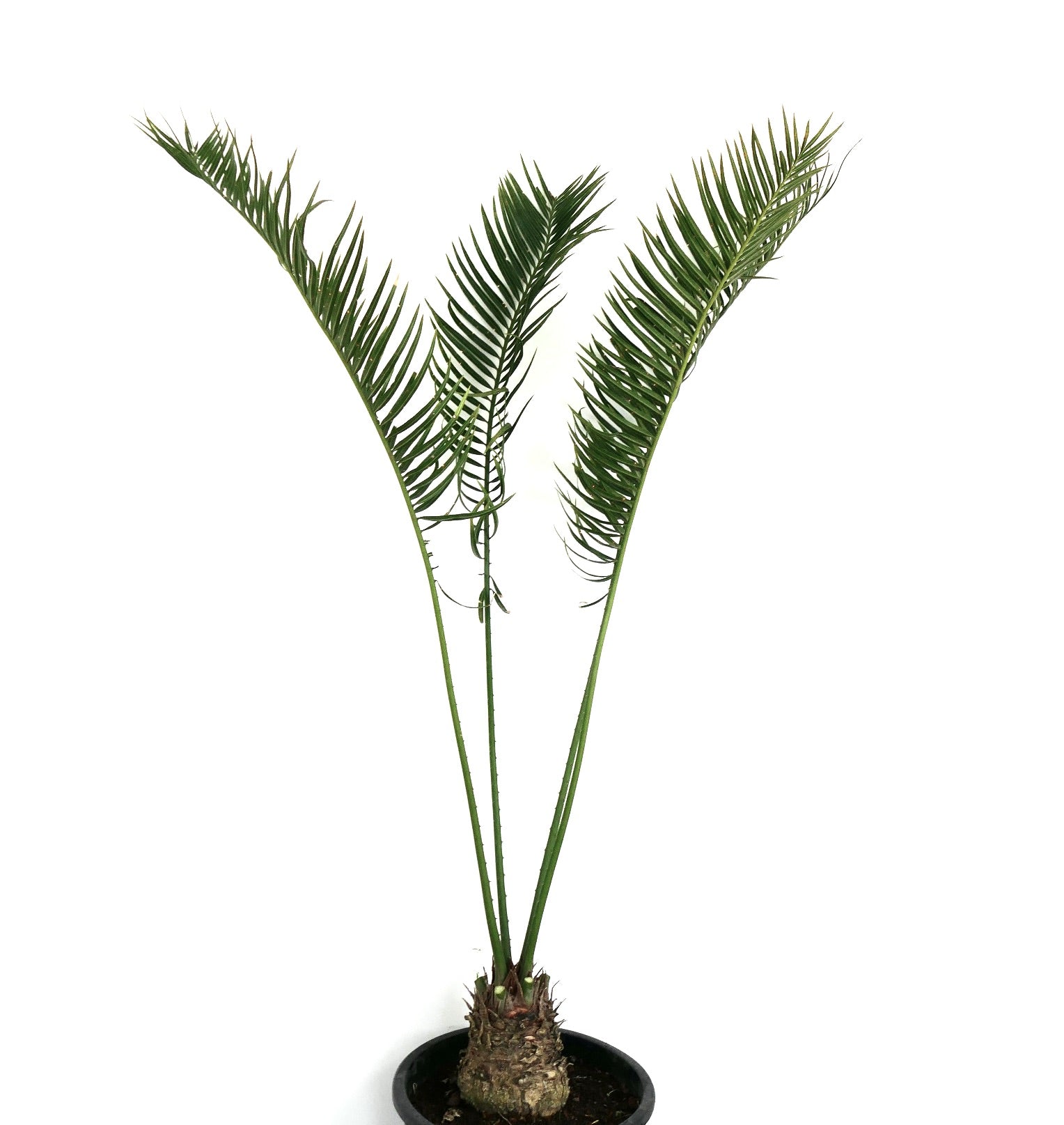 Cycas fugax rare cycad with slender green fronds and textured bulbous base in pot