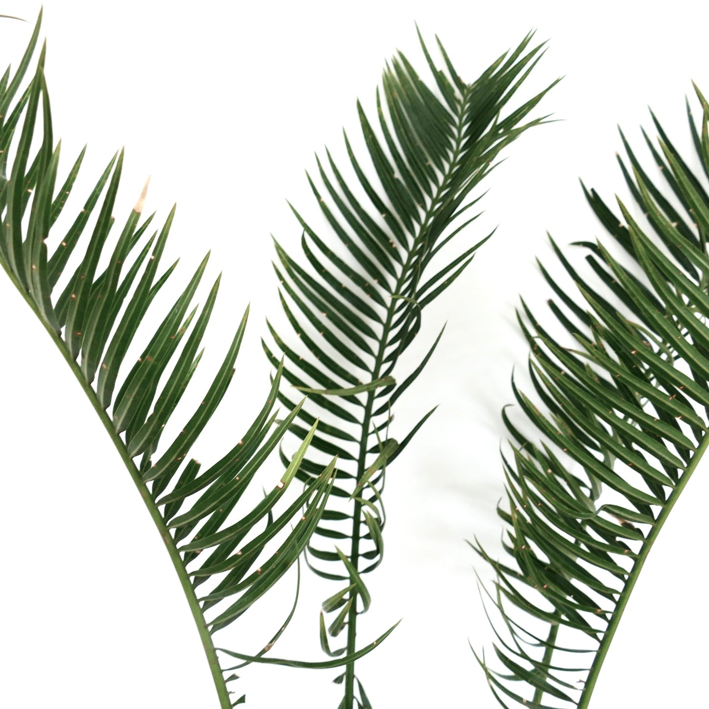 Cycas fugax slender green pinnate leaves with narrow leaflets and smooth texture
