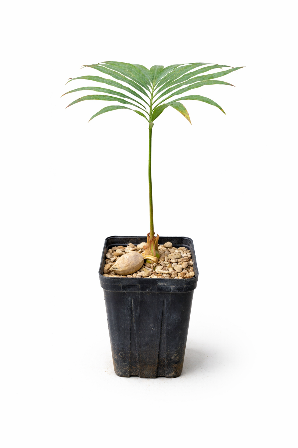 Cycas glauca ung palmeaktig plante med slank stengel i svart planteskolepotte