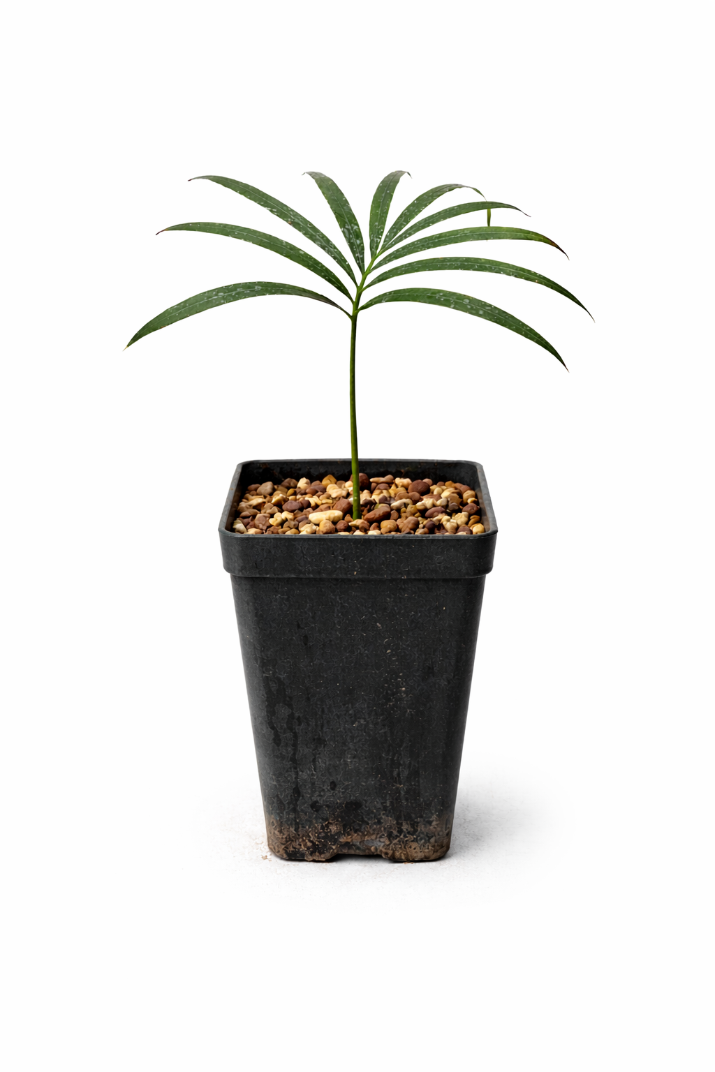 Cycas guizhouensis ung pottet cycad med slanke grønne blader og småstein som overflatelag på jorden