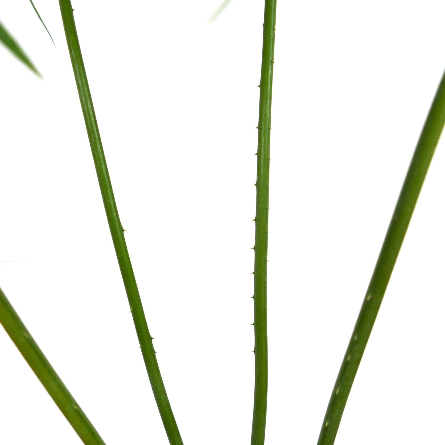 Cycas hoabinhensis caudex with textured trunk and emerging green stems in pot